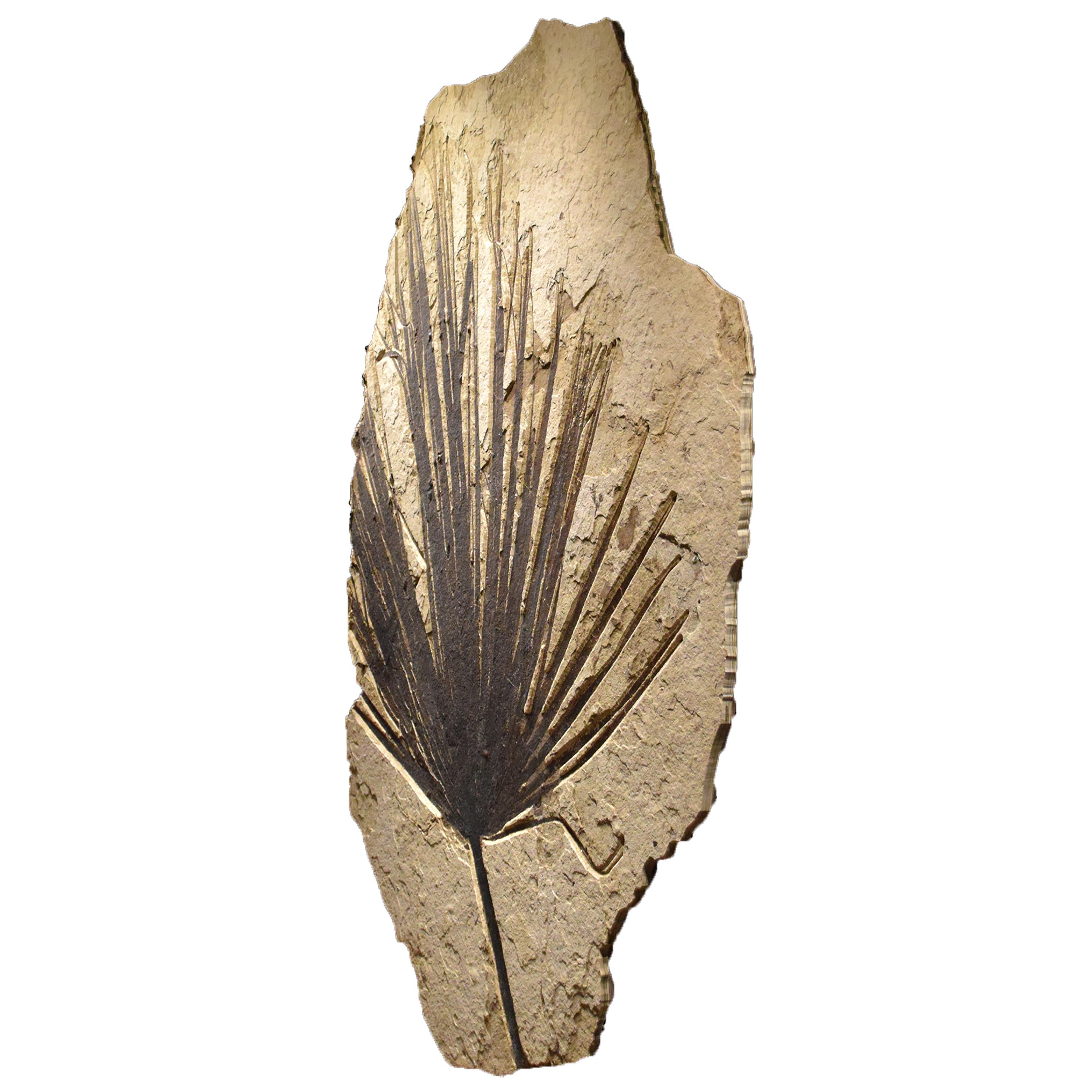 palm fossils