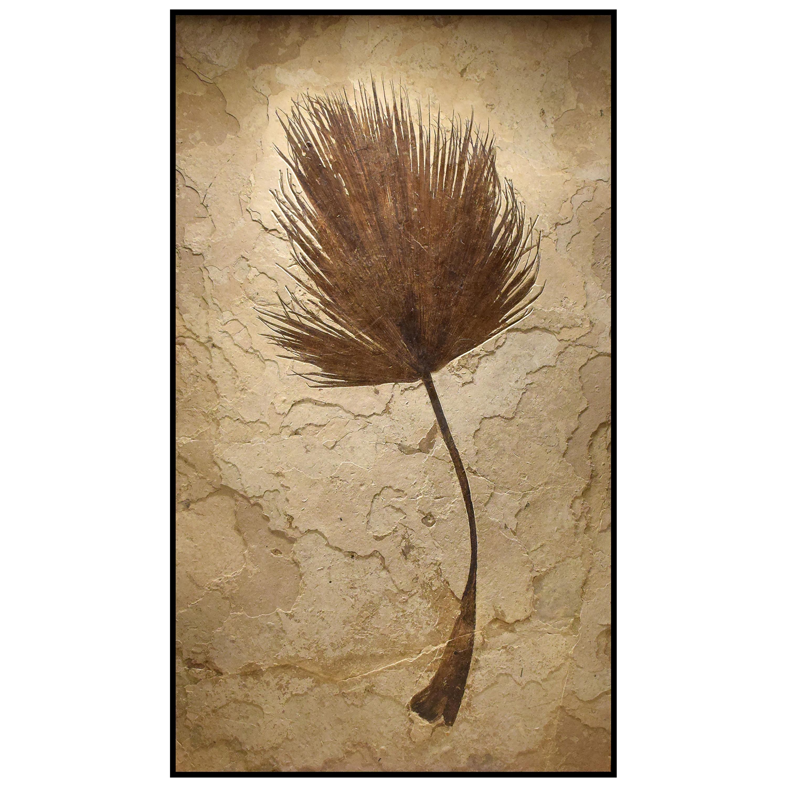 50 Million Year Old Eocene Era Fossil Palm Frond Mural in Stone, from Wyoming