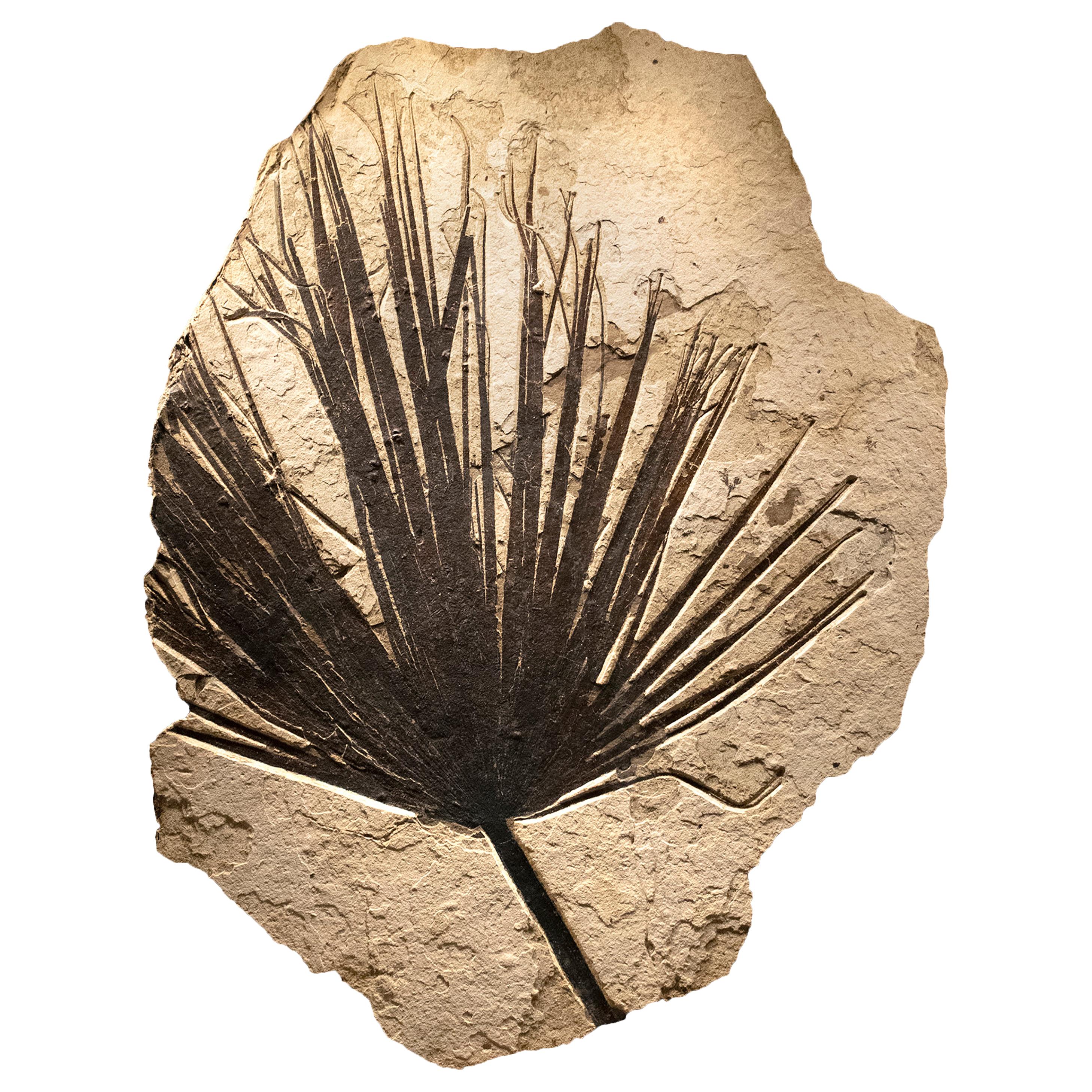 50 Million Year Old Eocene Era Fossil Palm Frond Mural in Stone, from Wyoming
