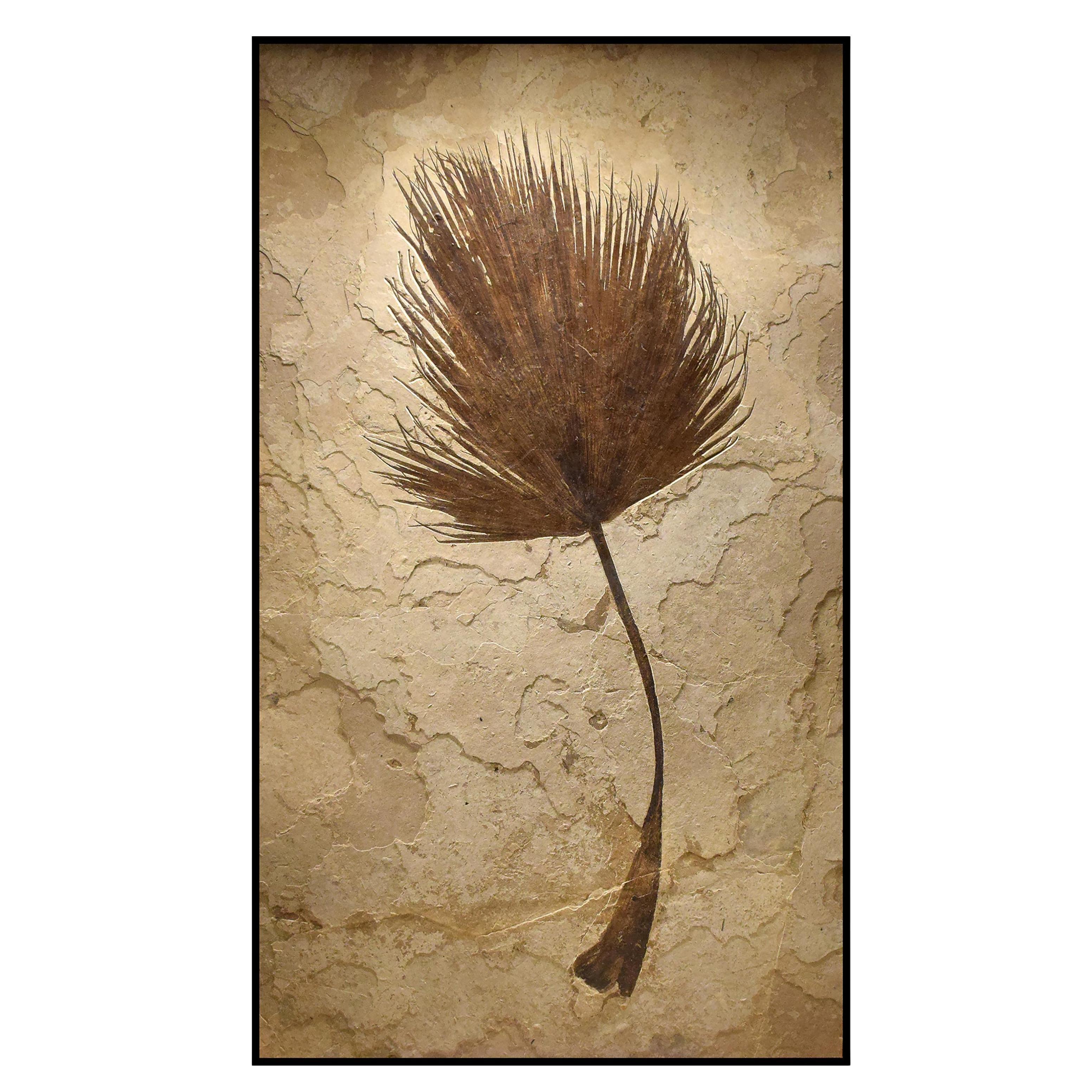 50 Million Year Old Eocene Era Fossil Palm Frond Mural in Stone, from Wyoming