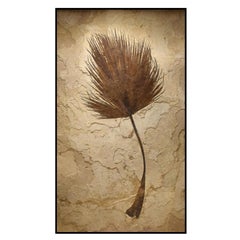 50 Million Year Old Eocene Era Fossil Palm Frond Mural in Stone, from Wyoming