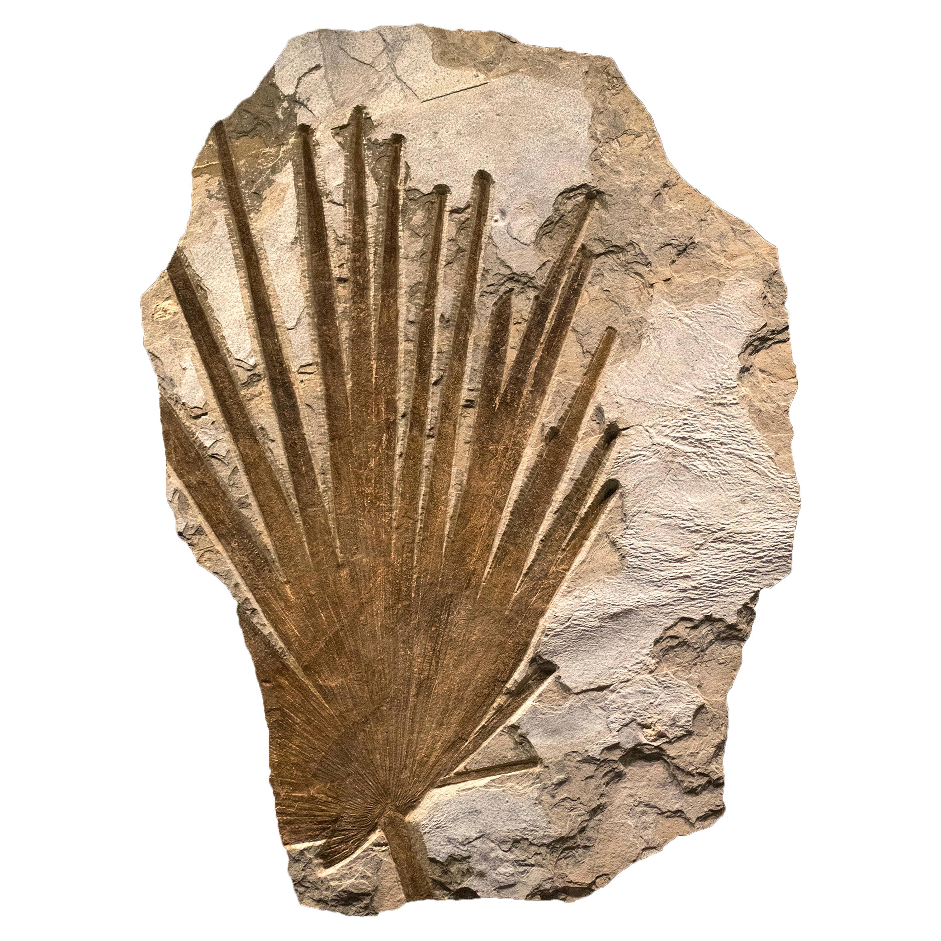 50 Million Year Old Eocene Era Fossil Palm Frond Mural in Stone, from Wyoming