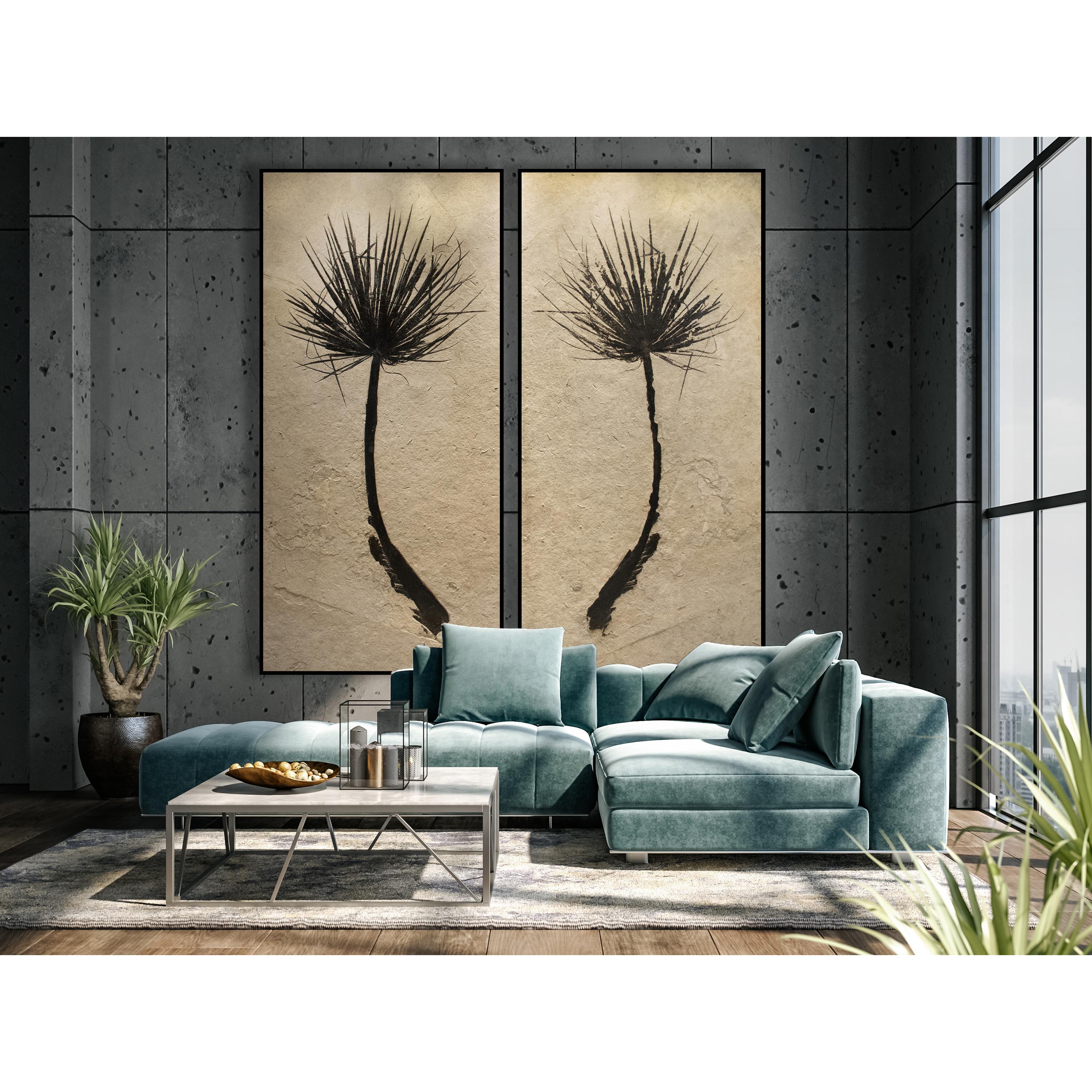 This diptych mural features two halves of a gorgeously preserved palm frond. This is an Eocene era fossil dating back about 50 million years. Plant life often produces some of the most aesthetic Green River Formation fossils we have prepared over