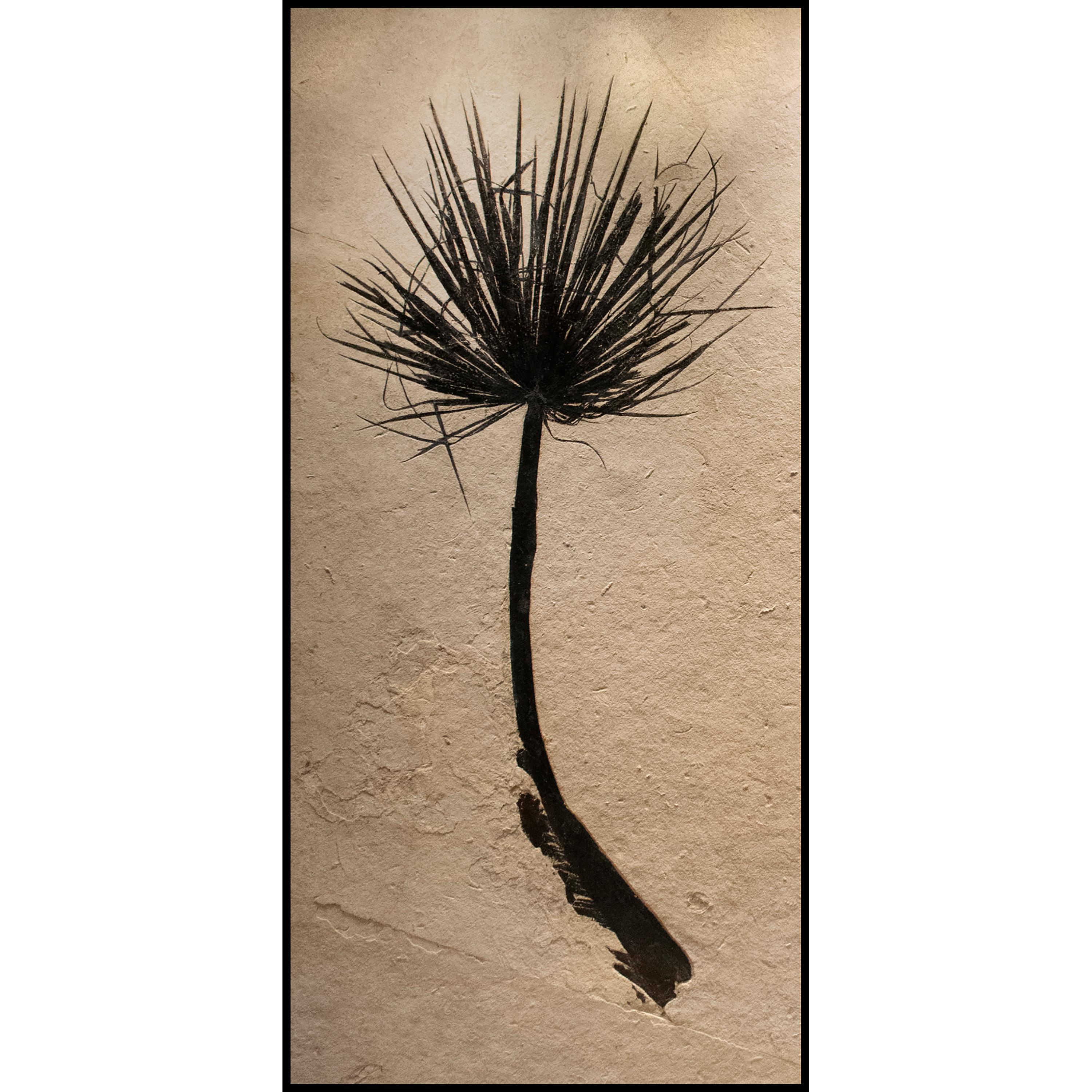 American 50 Million Year Old Eocene Era Fossil Palm Frond Pair in Stone, from Wyoming For Sale