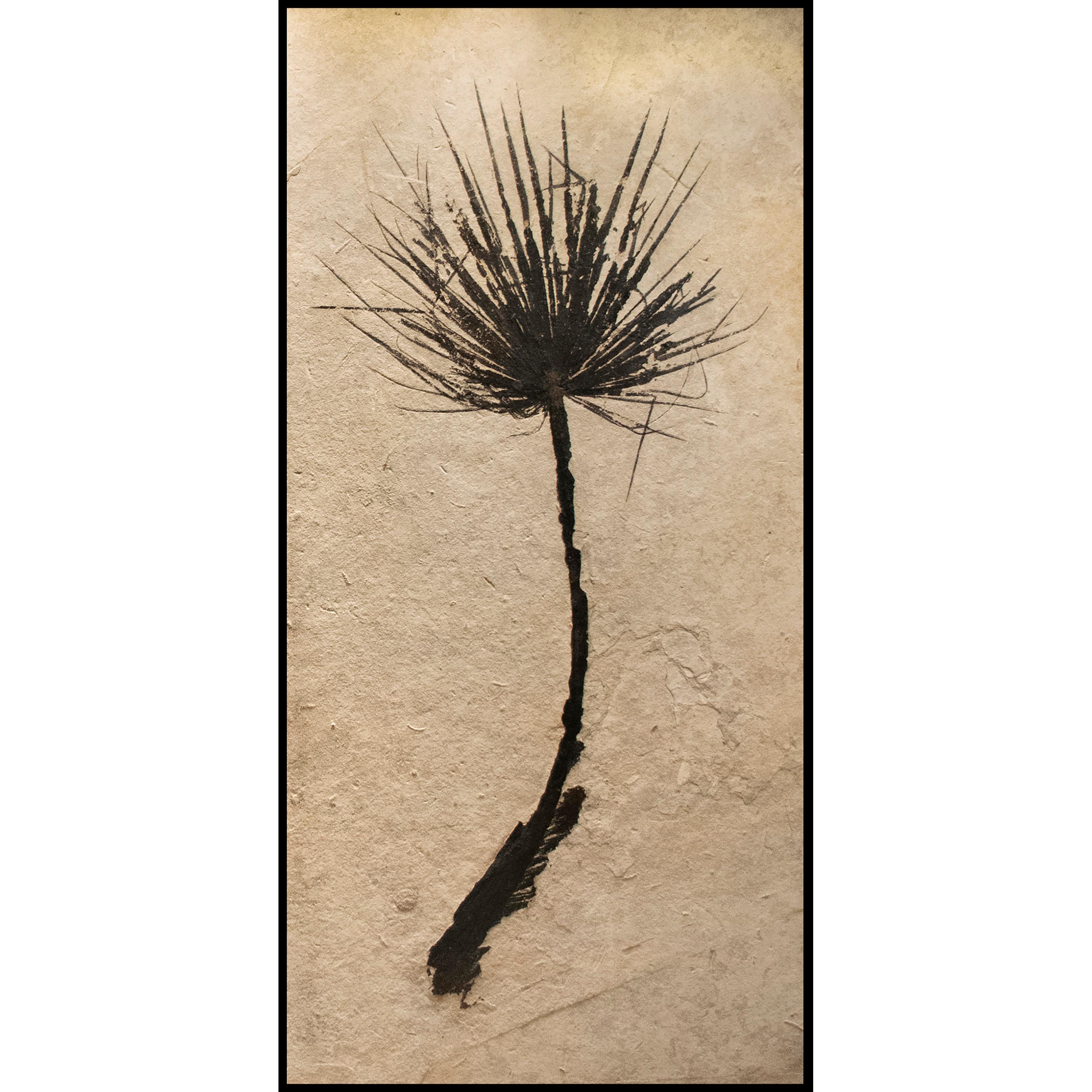 50 Million Year Old Eocene Era Fossil Palm Frond Pair in Stone, from Wyoming In New Condition For Sale In Logan, UT