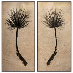 50 Million Year Old Eocene Era Fossil Palm Frond Pair in Stone, from Wyoming