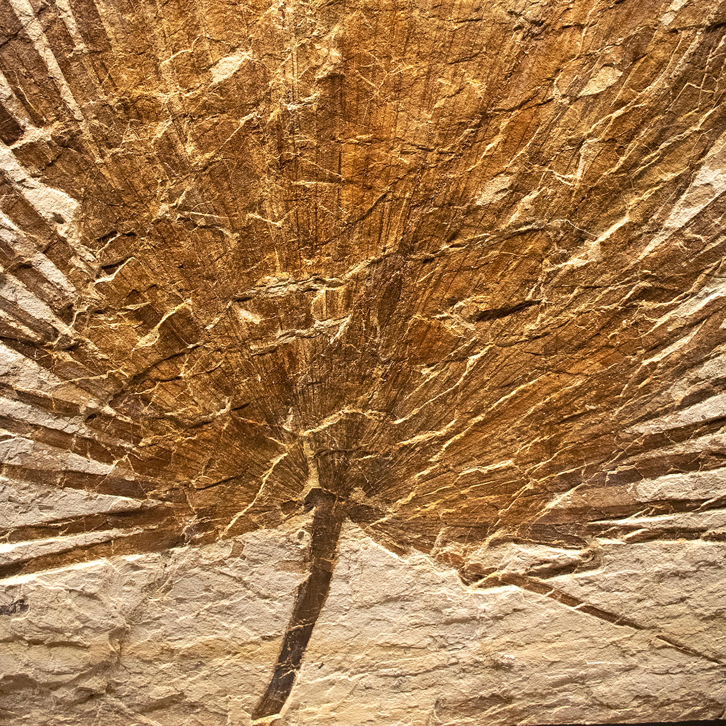 American 50 Million Year Old Eocene Era Fossil Palm Mural in Stone, from Wyoming