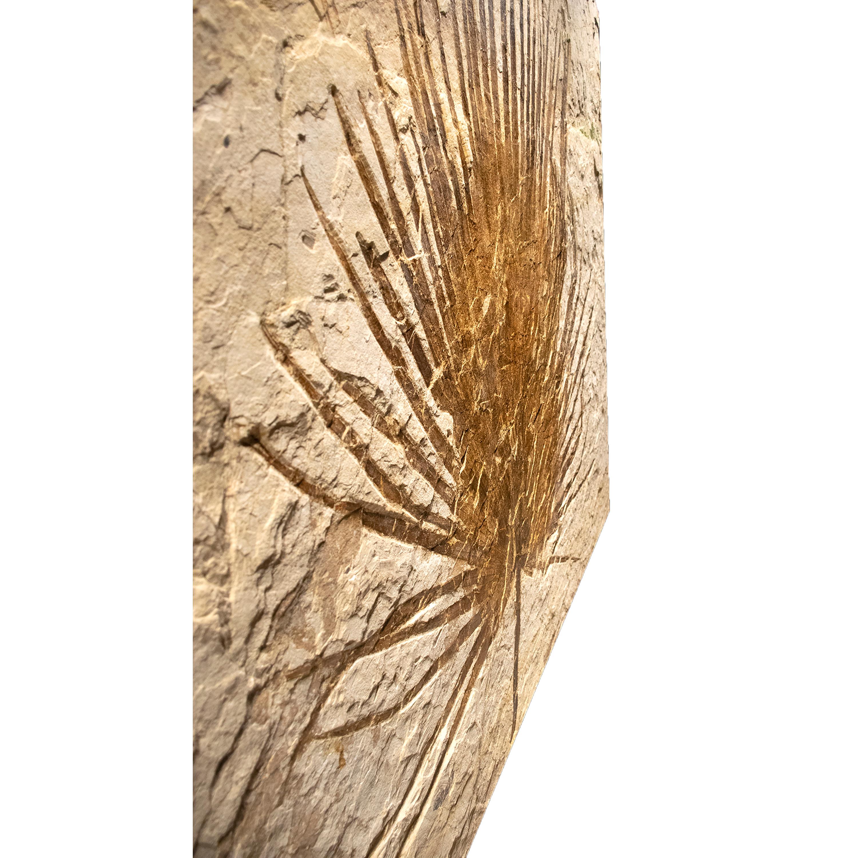50 Million Year Old Eocene Era Fossil Palm Mural in Stone, from Wyoming In New Condition In Logan, UT