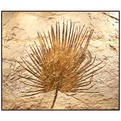 50 Million Year Old Eocene Era Fossil Palm Mural in Stone, from Wyoming