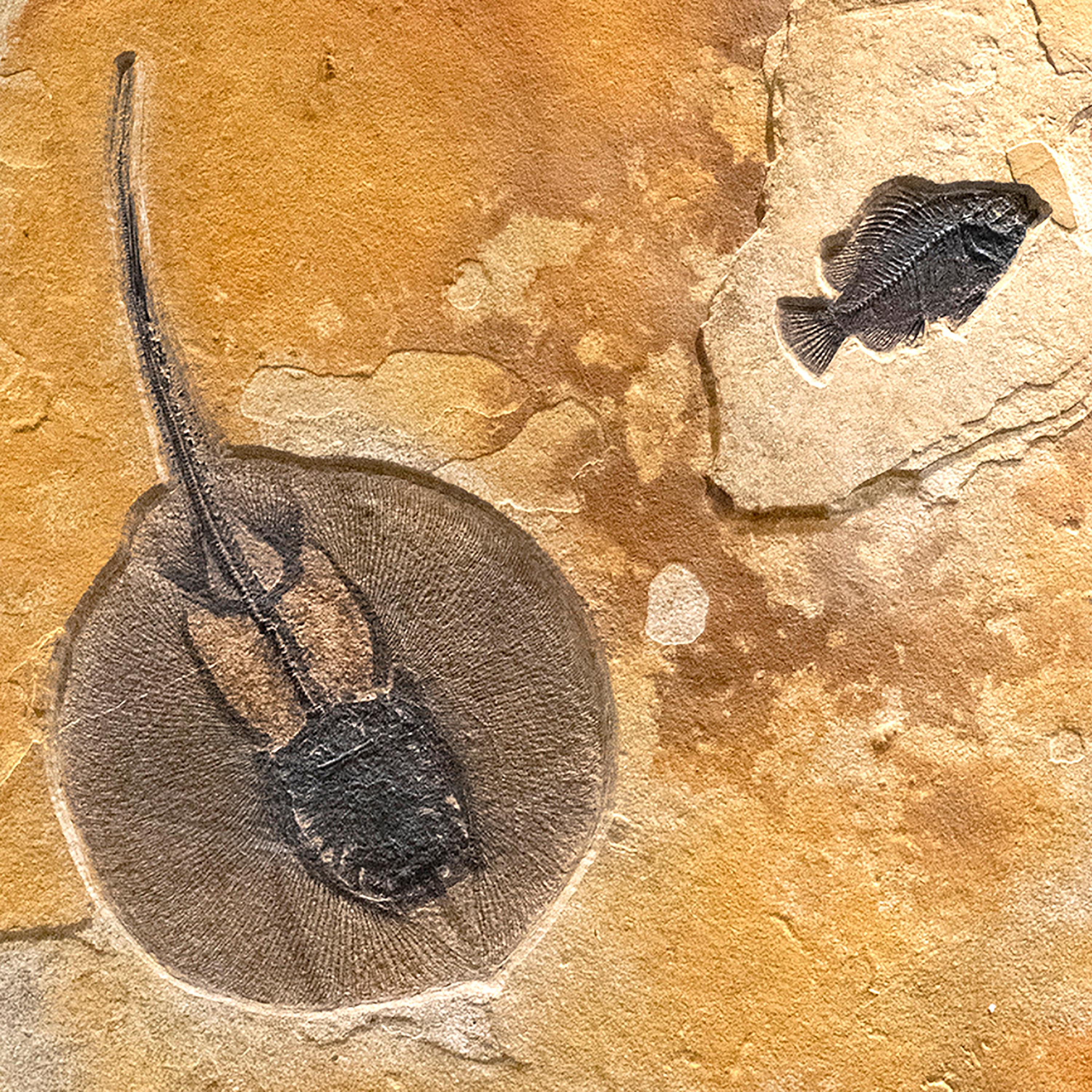American 50 Million Year Old Eocene Era Fossil Stingray Mural in Stone, from Wyoming
