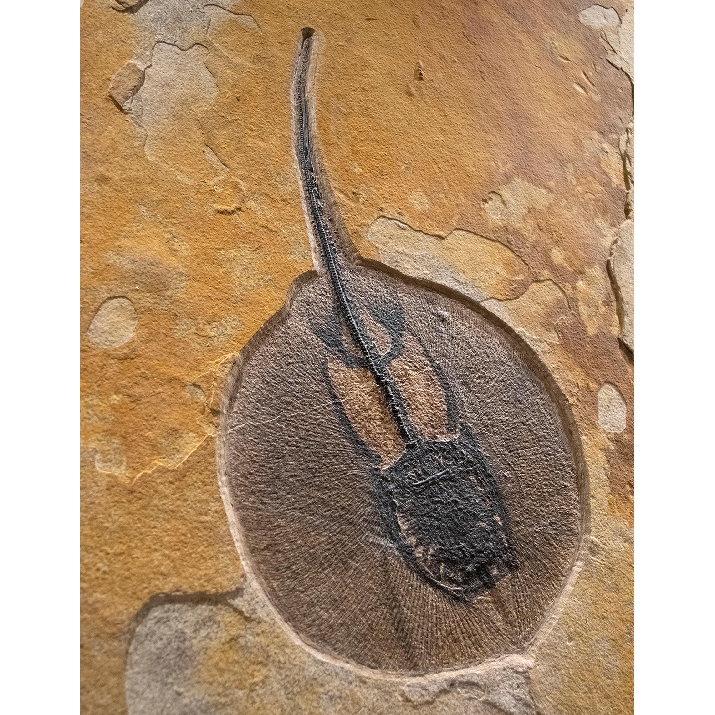 50 Million Year Old Eocene Era Fossil Stingray Mural in Stone, from Wyoming In New Condition In Logan, UT