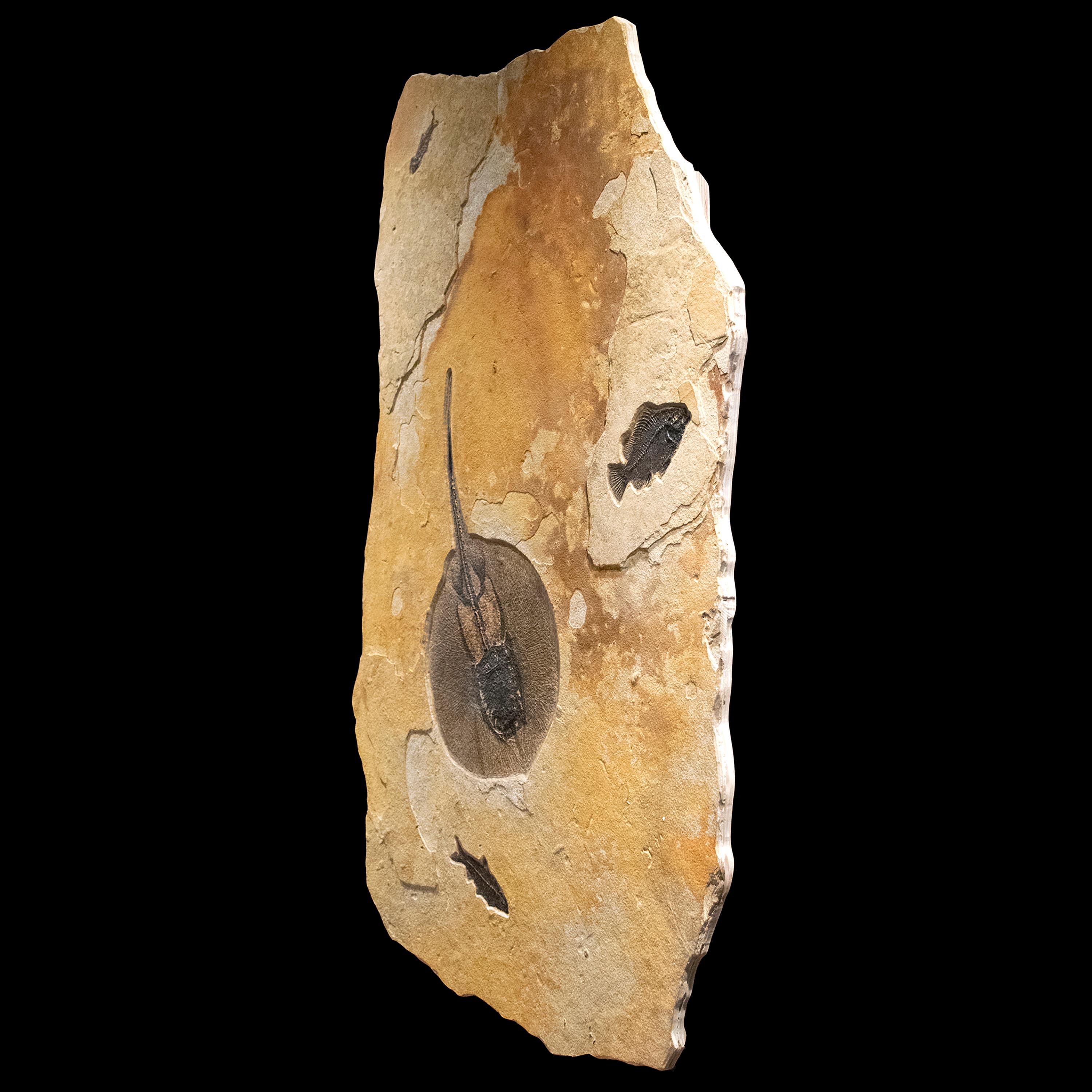 Contemporary 50 Million Year Old Eocene Era Fossil Stingray Mural in Stone, from Wyoming