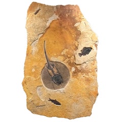 50 Million Year Old Eocene Era Fossil Stingray Mural in Stone, from Wyoming