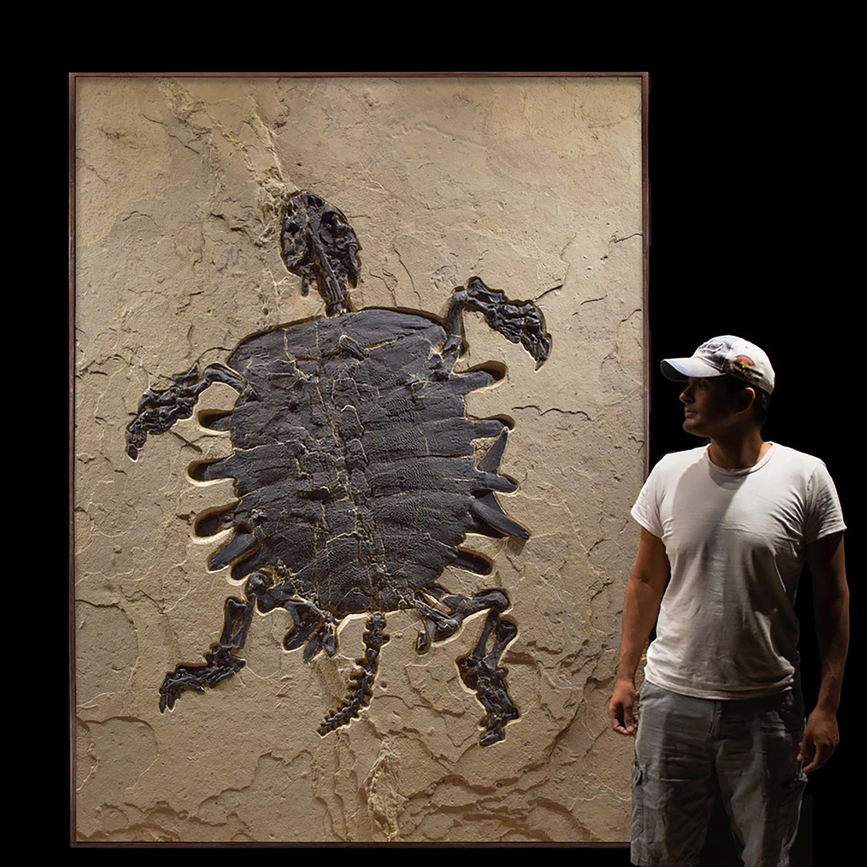 turtle fossil