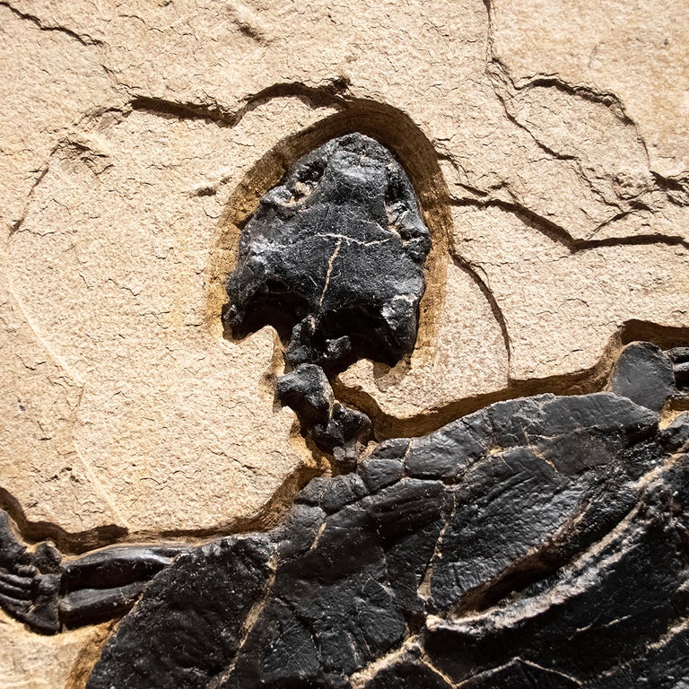 American 50 Million Year Old Eocene Era Rare Fossil Turtle Mural in Stone, from Wyoming
