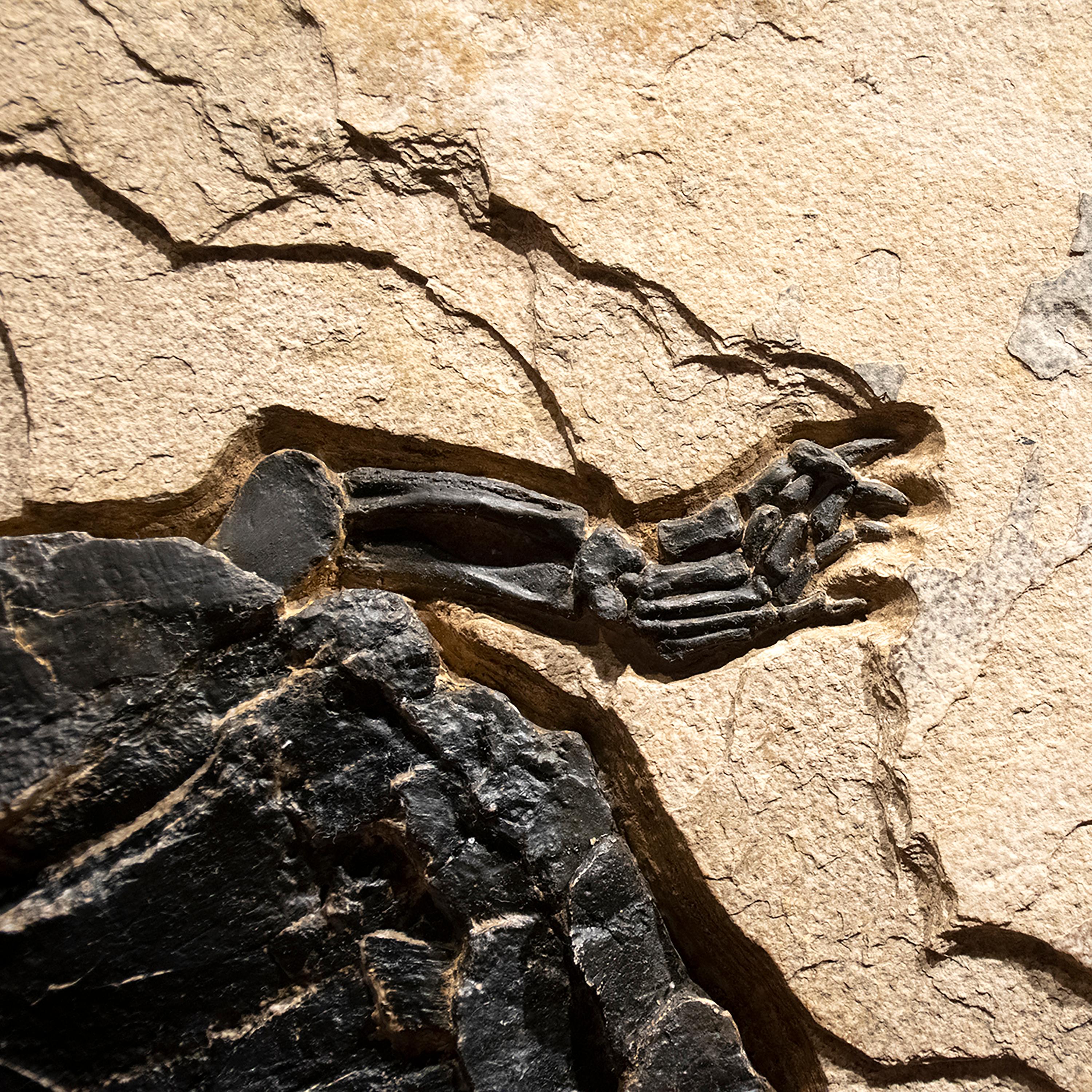 turtle fossil