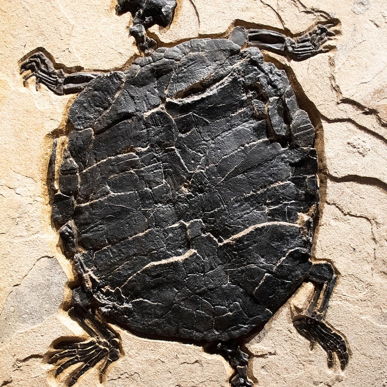 Contemporary 50 Million Year Old Eocene Era Rare Fossil Turtle Mural in Stone, from Wyoming
