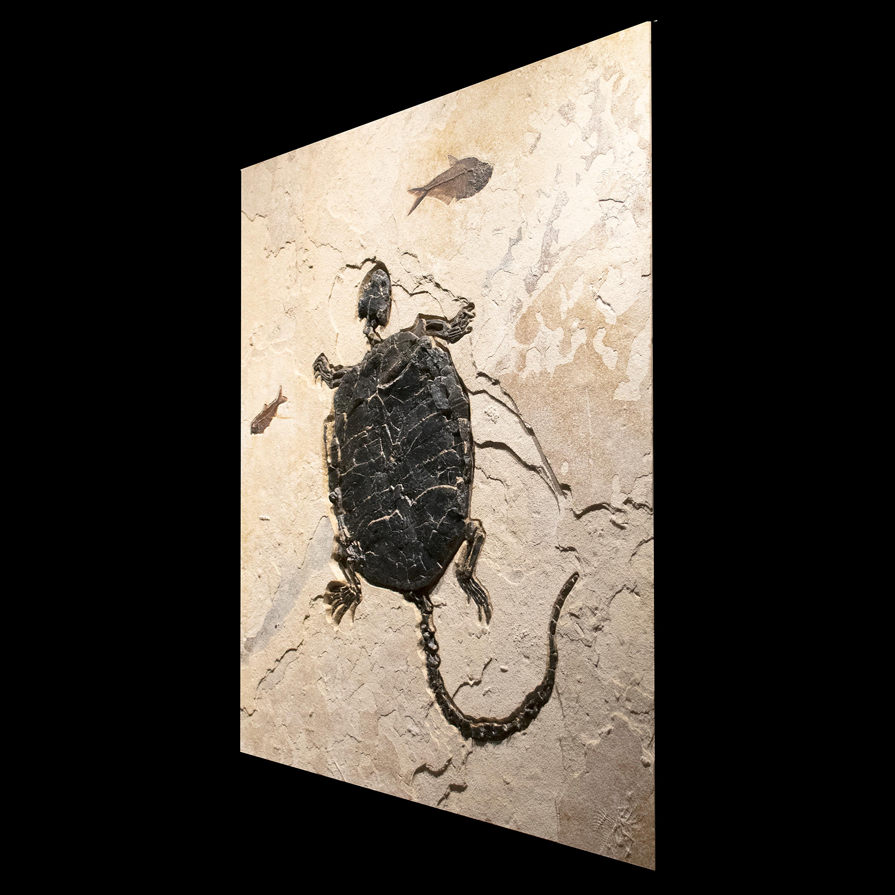 American 50 Million Year Old Eocene Era Rare Fossil Turtle Mural in Stone, from Wyoming