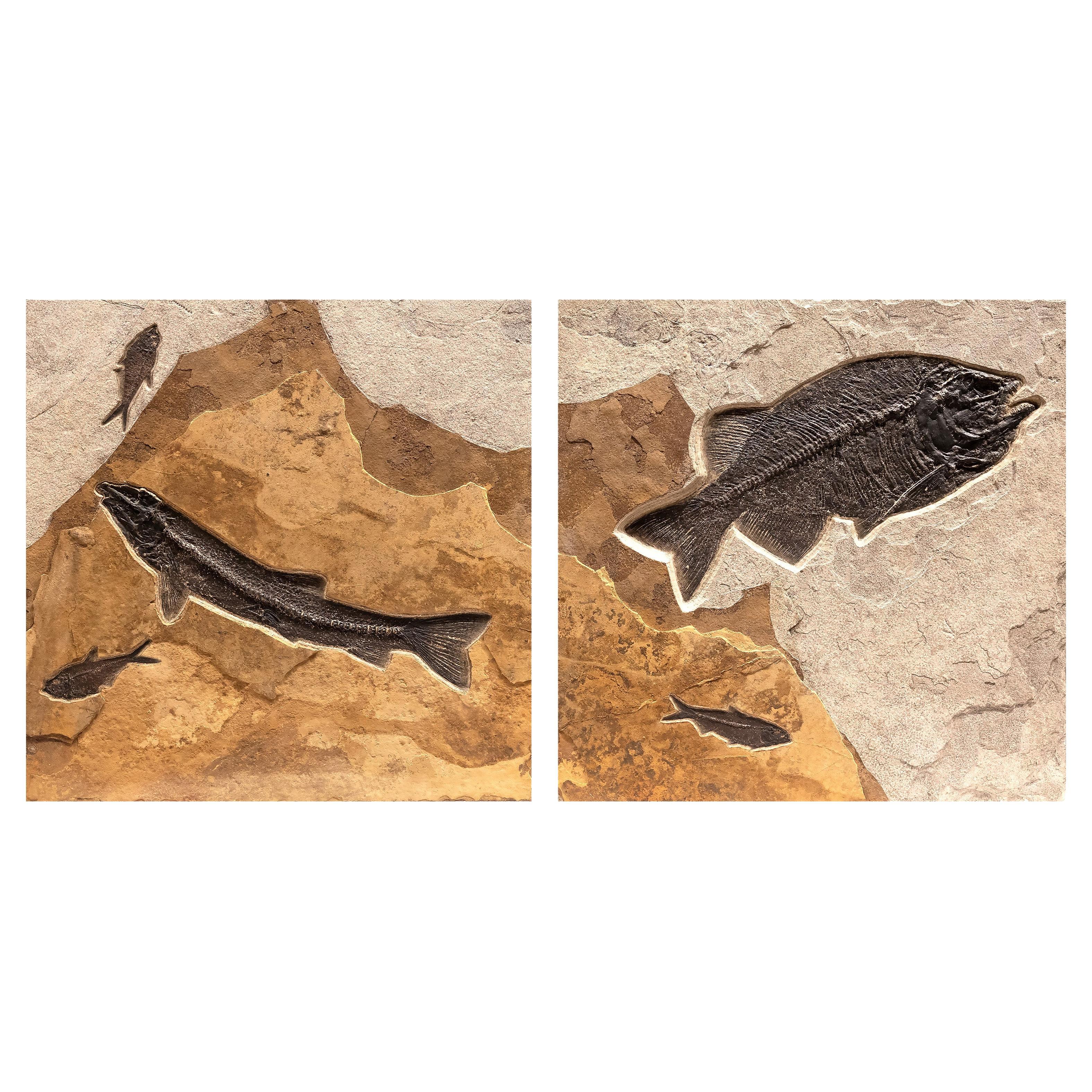 50 Million Year Old Eocene Fossil Fish Diptych, Green River Formation, Wyoming