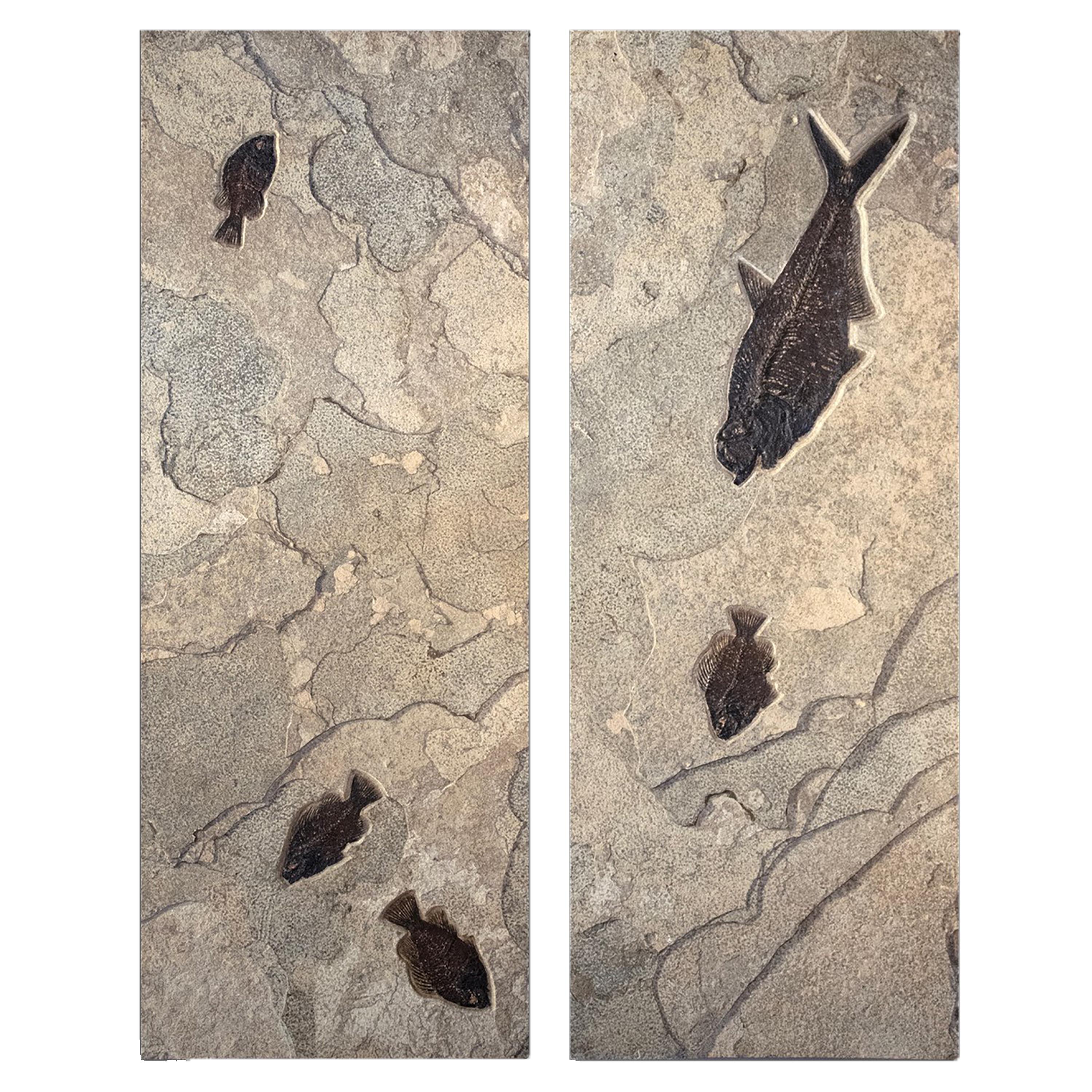 50 Million Year Old Eocene Fossil Fish Diptych (Vertical or Horizontal), Wyoming In New Condition For Sale In Logan, UT