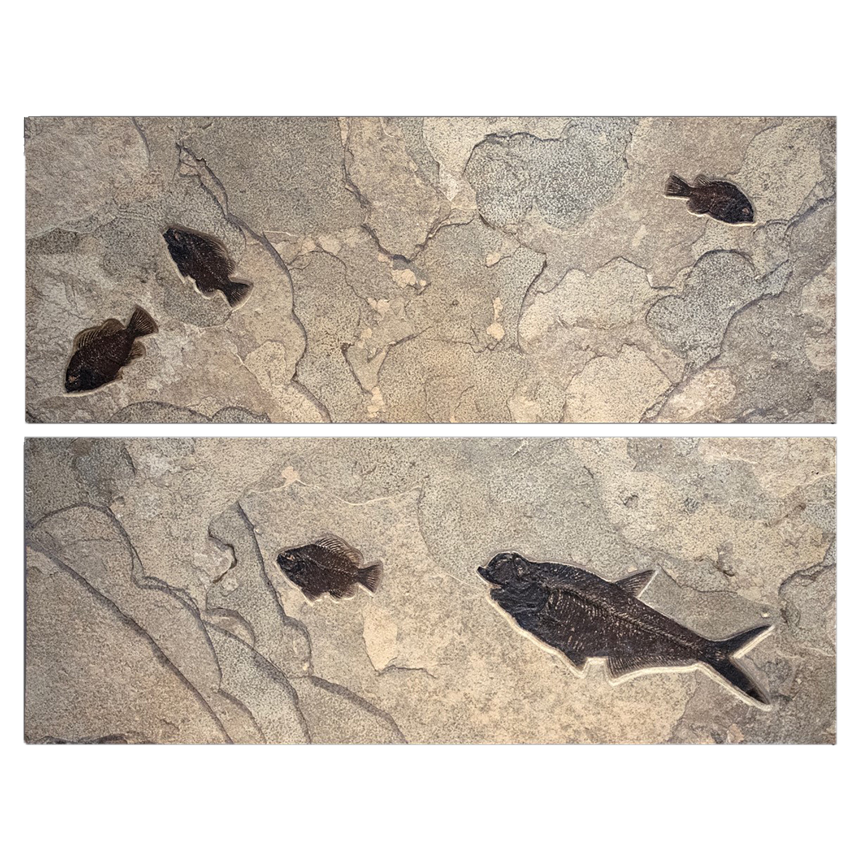 50 Million Year Old Eocene Fossil Fish Diptych (Vertical or Horizontal), Wyoming For Sale