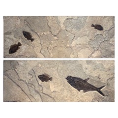 50 Million Year Old Eocene Fossil Fish Diptych (Vertical or Horizontal), Wyoming