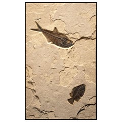 50 Million Year Old Eocene Era Fossil Fish Mural in Stone, from Wyoming