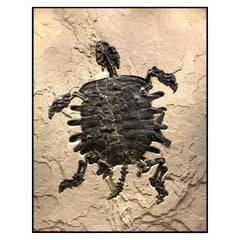 50 Million Year Old Eocene Fossil Giant Turtle Specimen in Stone, from Wyoming