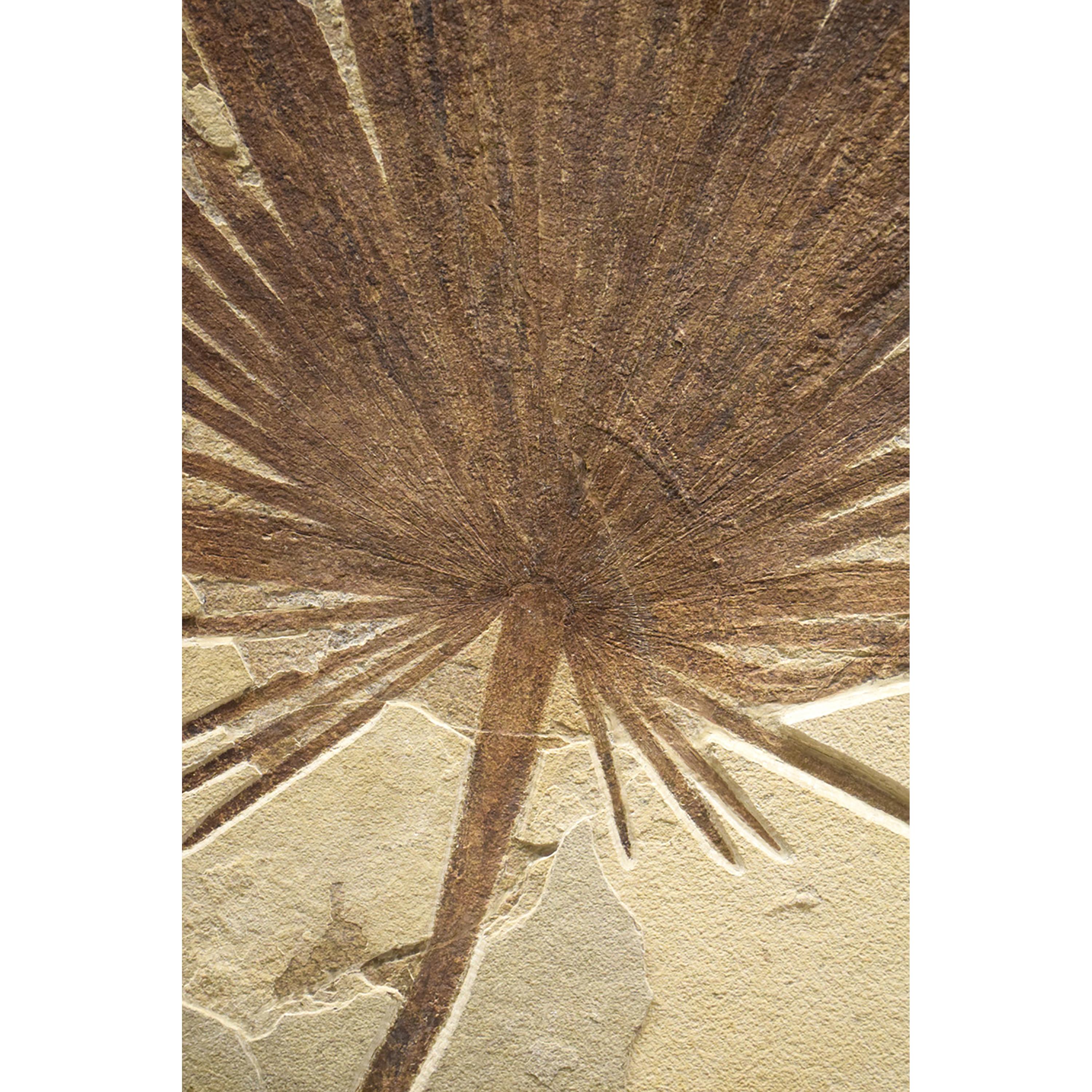 American 50 Million Year Old Fossil Palm & Fish Triptych, Green River Formation, Wyoming