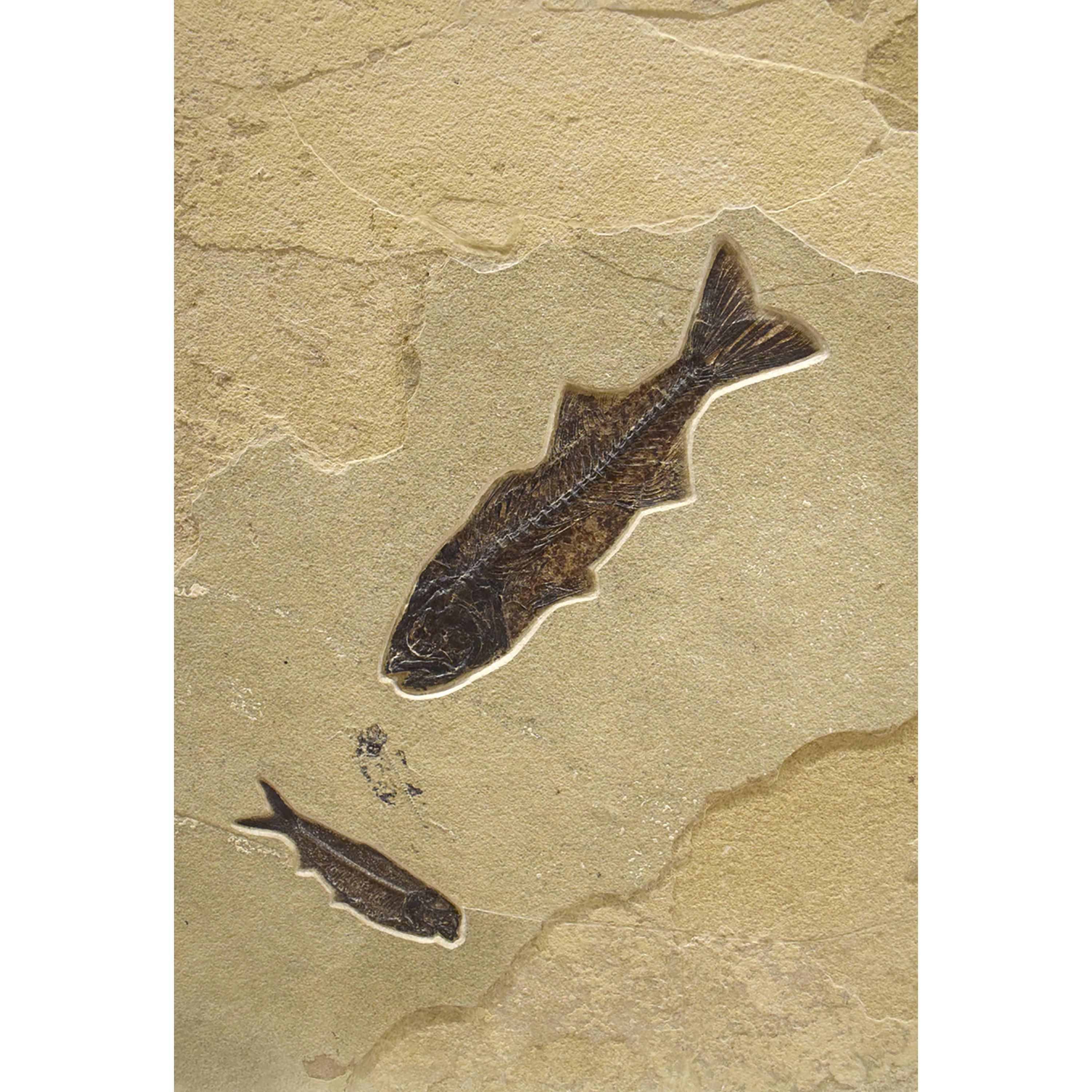 50 Million Year Old Fossil Palm & Fish Triptych, Green River Formation, Wyoming In New Condition In Logan, UT
