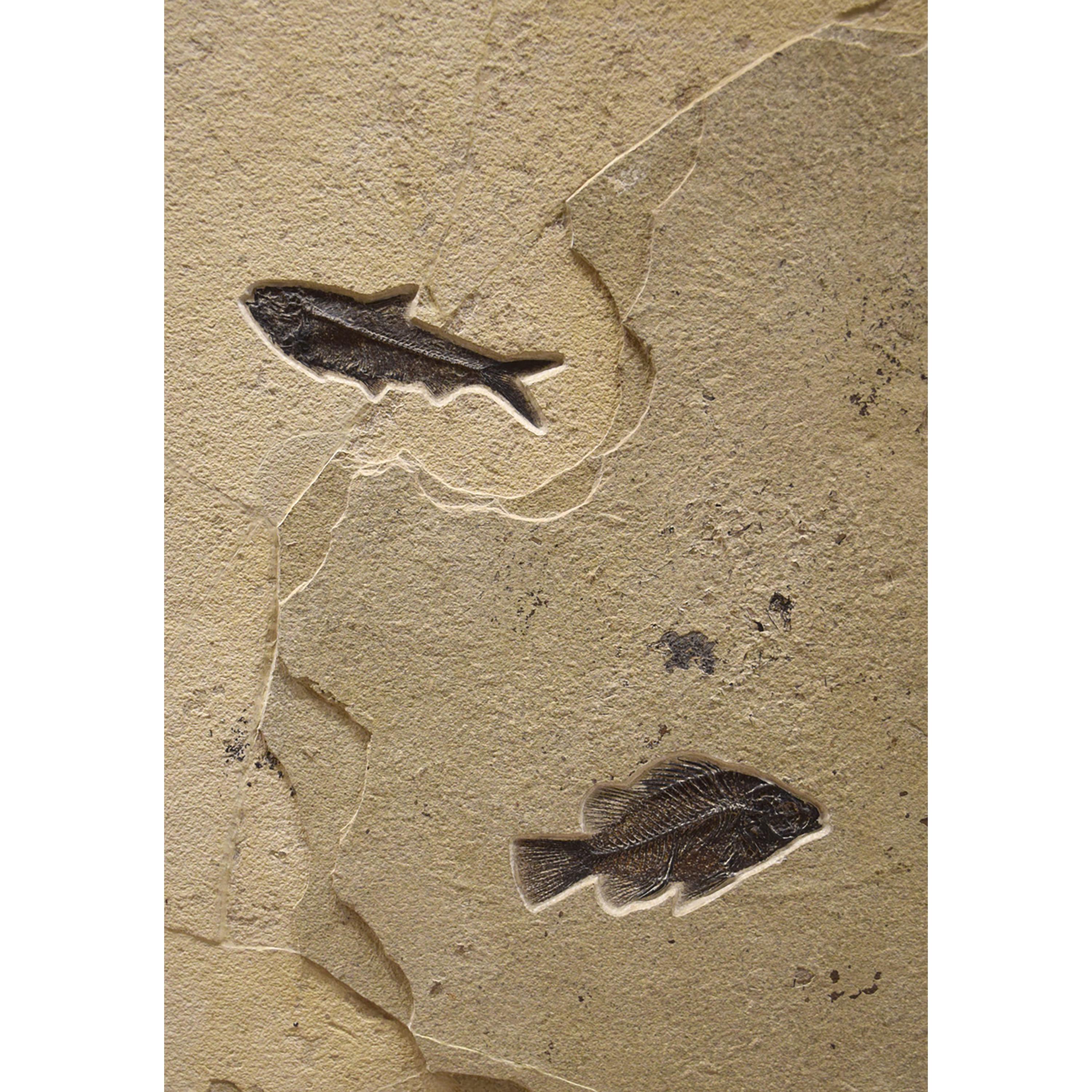 Contemporary 50 Million Year Old Fossil Palm & Fish Triptych, Green River Formation, Wyoming