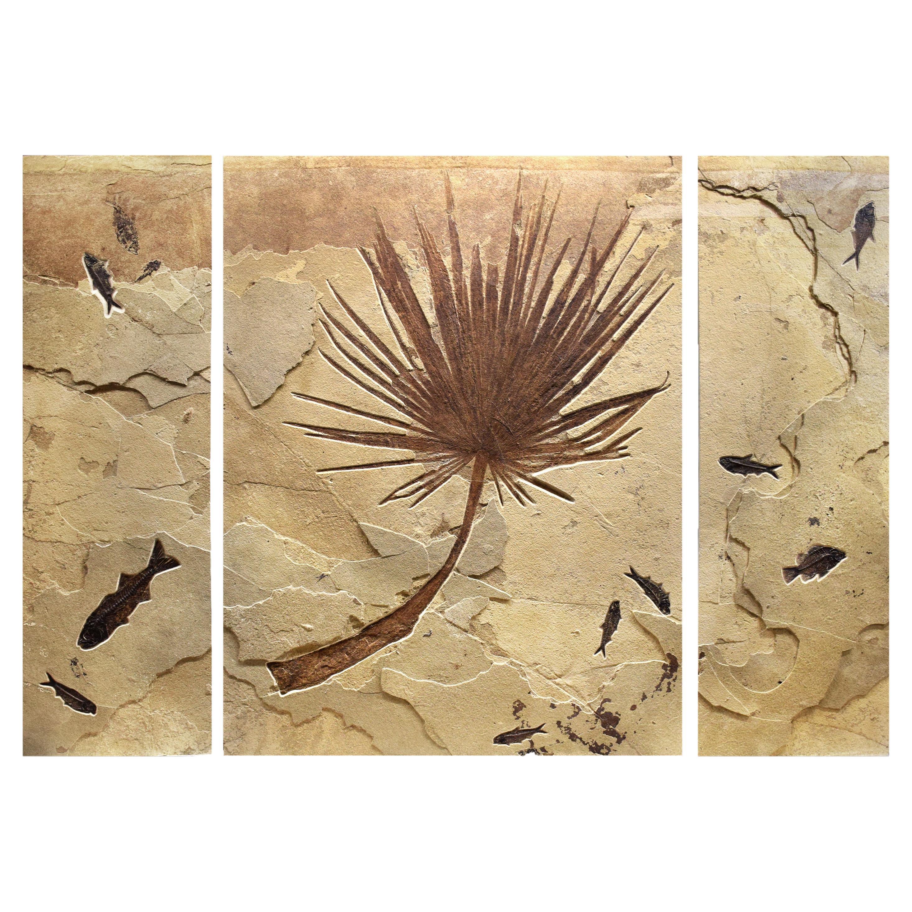 50 Million Year Old Fossil Palm & Fish Triptych, Green River Formation, Wyoming