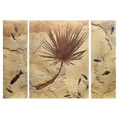 50 Millionen Jahre altes Triptychon aus Stein mit Palme und Fisch aus dem Eisernen Fossil, aus Wyoming