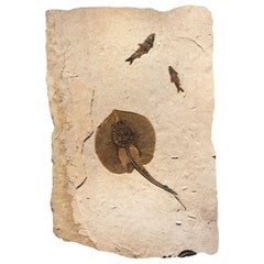 50 Million Year Old Eocene Era Fossil Stingray Mural in Stone, from Wyoming