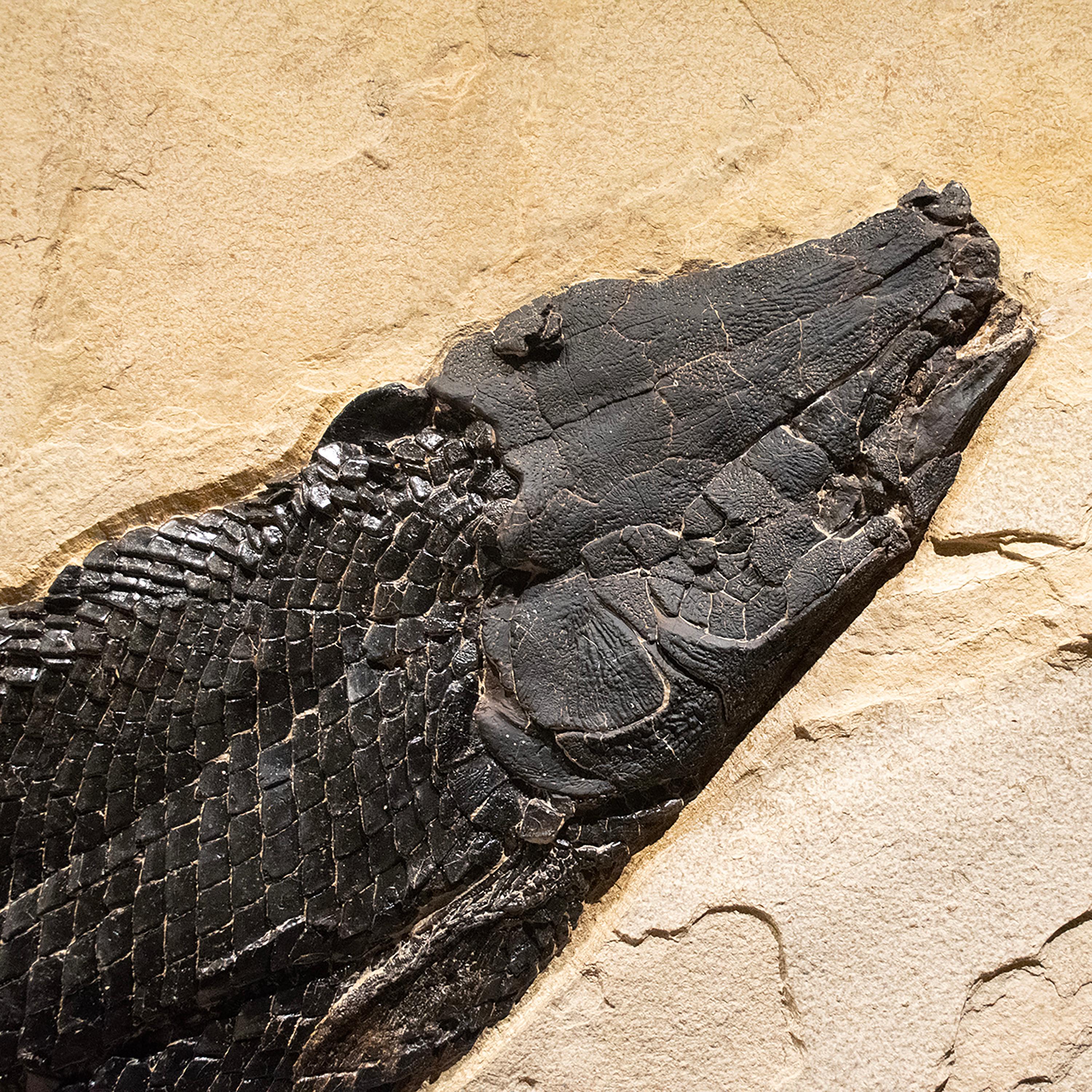alligator gar fossil