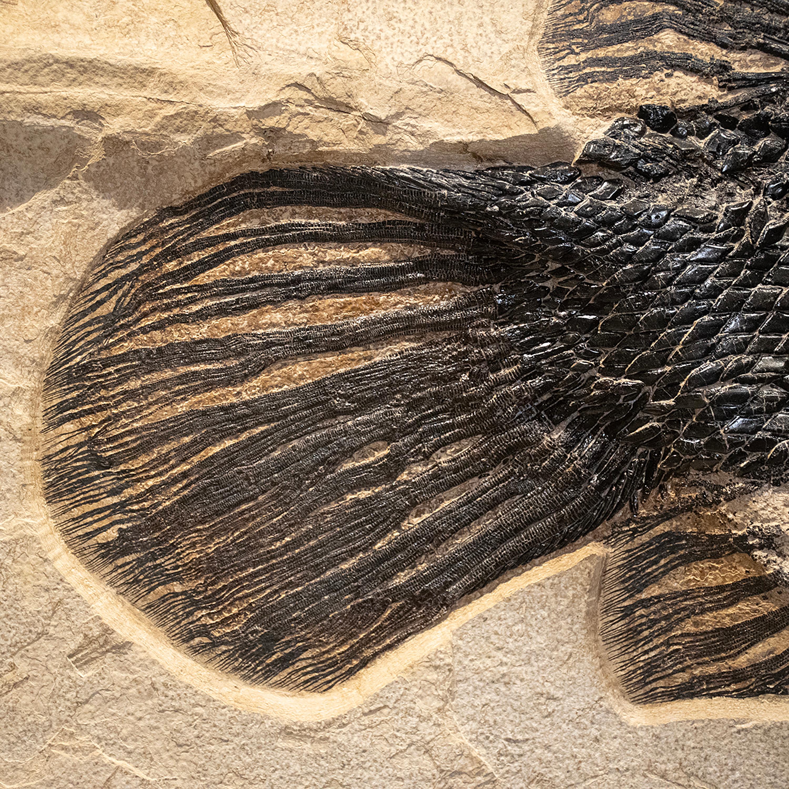 fossil formation