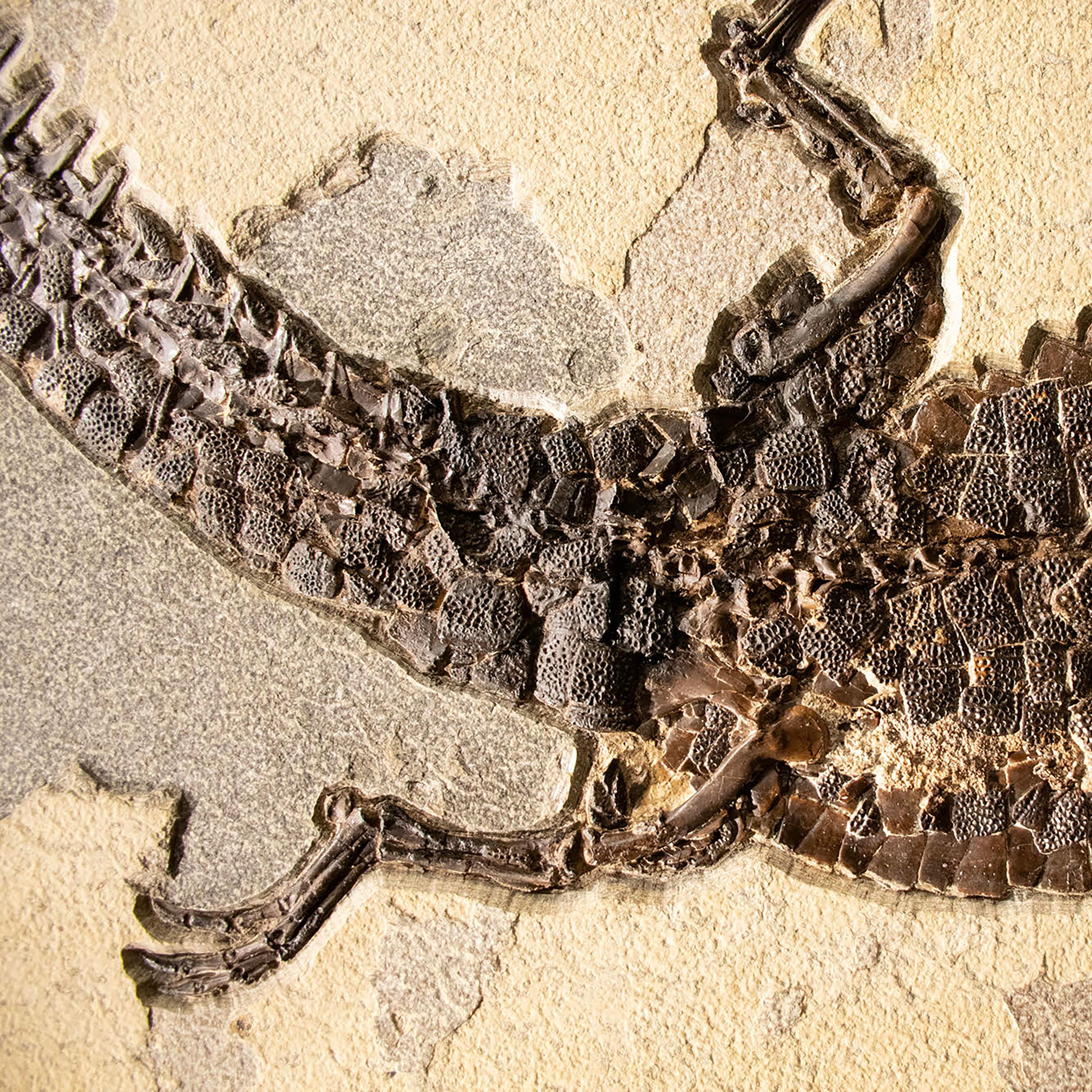 Espécimen fósil de 50 millones de años, Formación Green River, Wyoming en Nuevo estado para la venta en Logan, UT