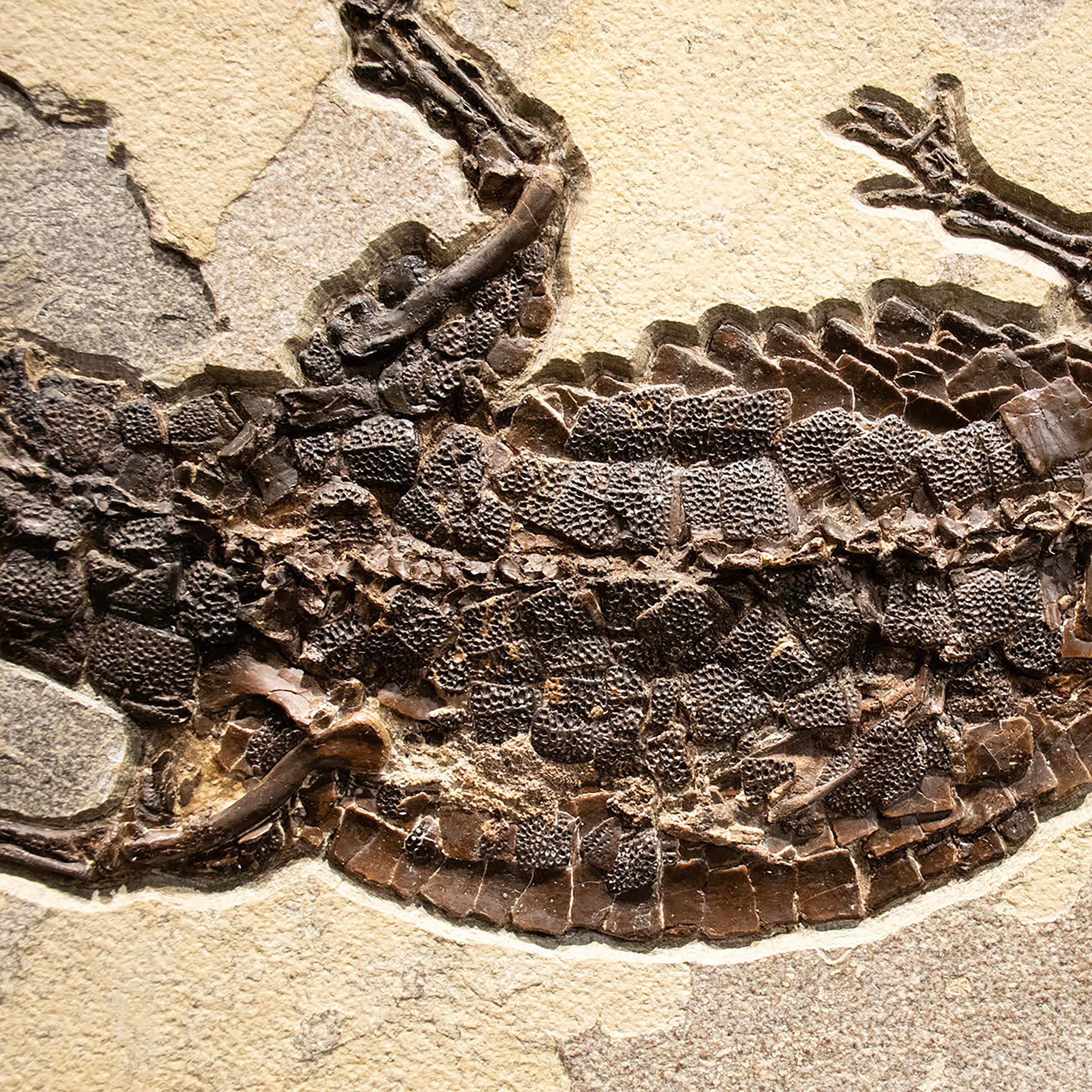 Espécimen fósil de 50 millones de años, Formación Green River, Wyoming Siglo XXI y contemporáneo en venta