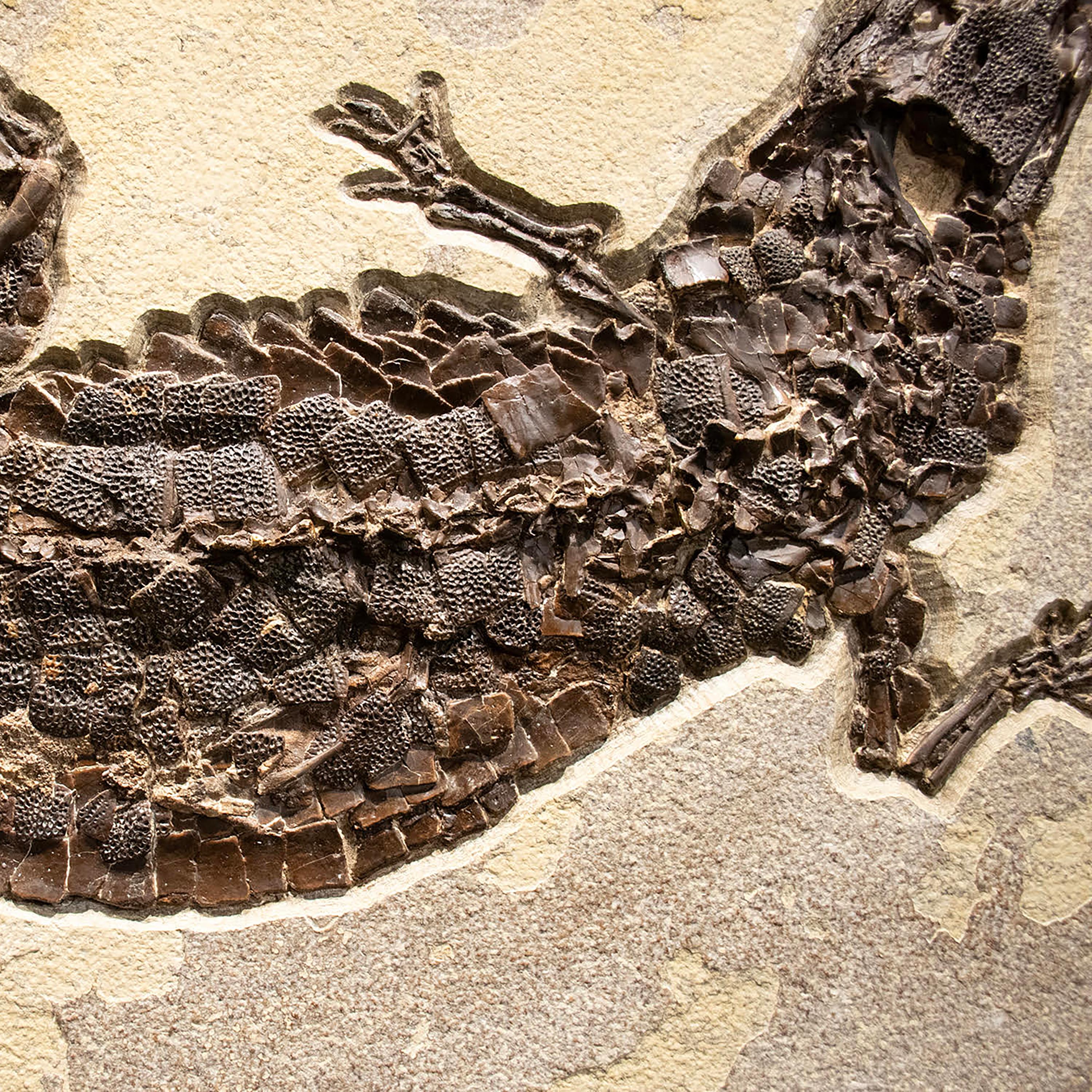 Espécimen fósil de 50 millones de años, Formación Green River, Wyoming Material orgánico en venta
