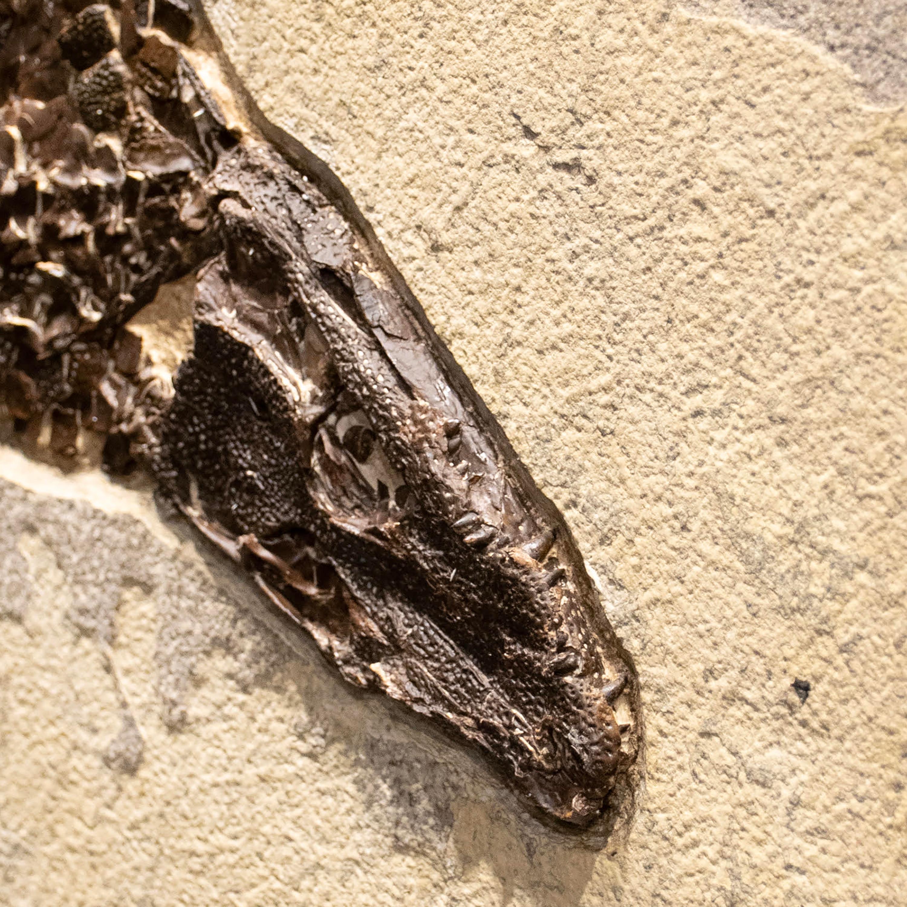 Espécimen fósil de 50 millones de años, Formación Green River, Wyoming en venta 1