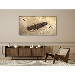 50 Million Year Old Fossil Fish Amia, Bowfin, Mural in Stone, from Wyoming