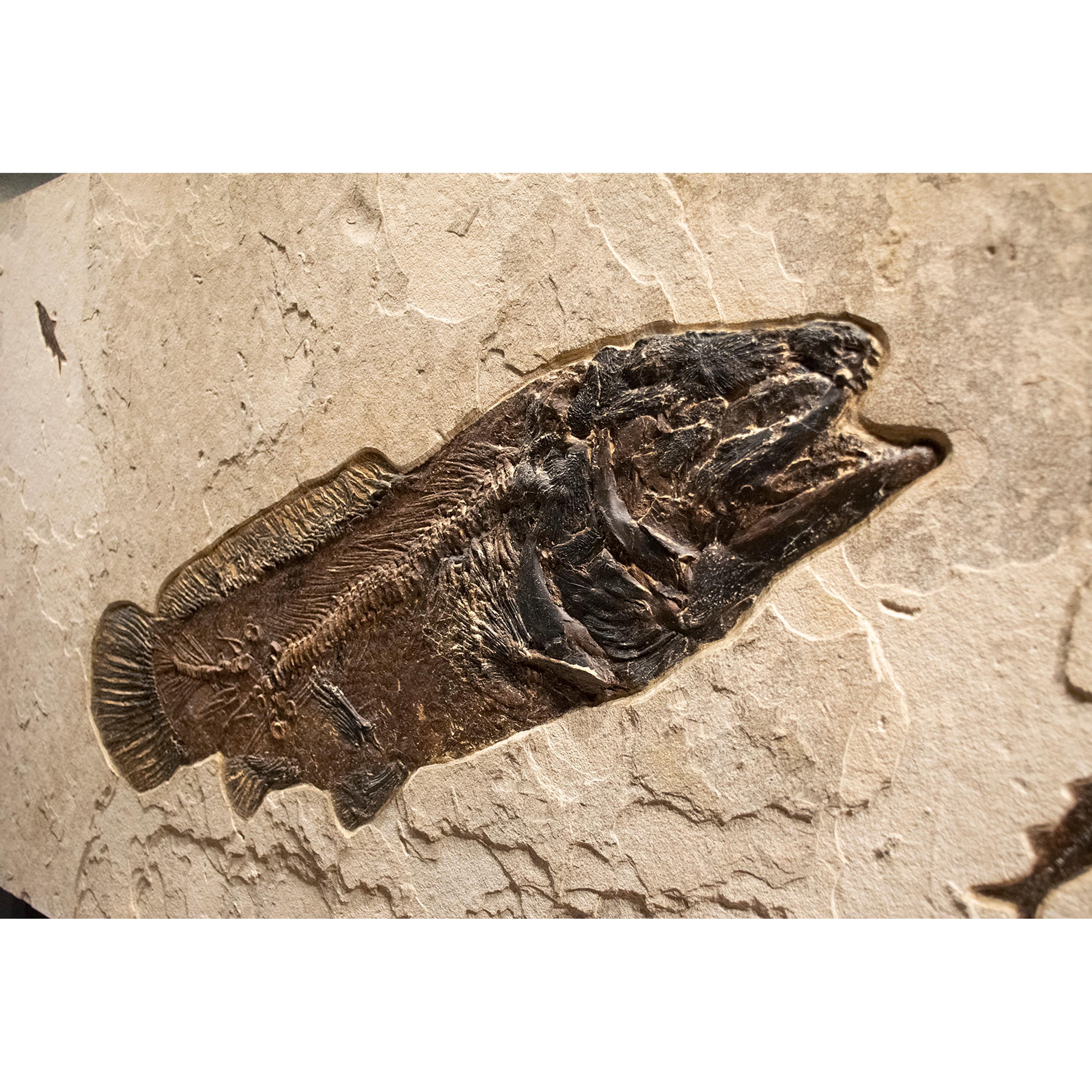 American 50 Million Year Old Fossil Fish Amia, Bowfin, Mural in Stone, from Wyoming