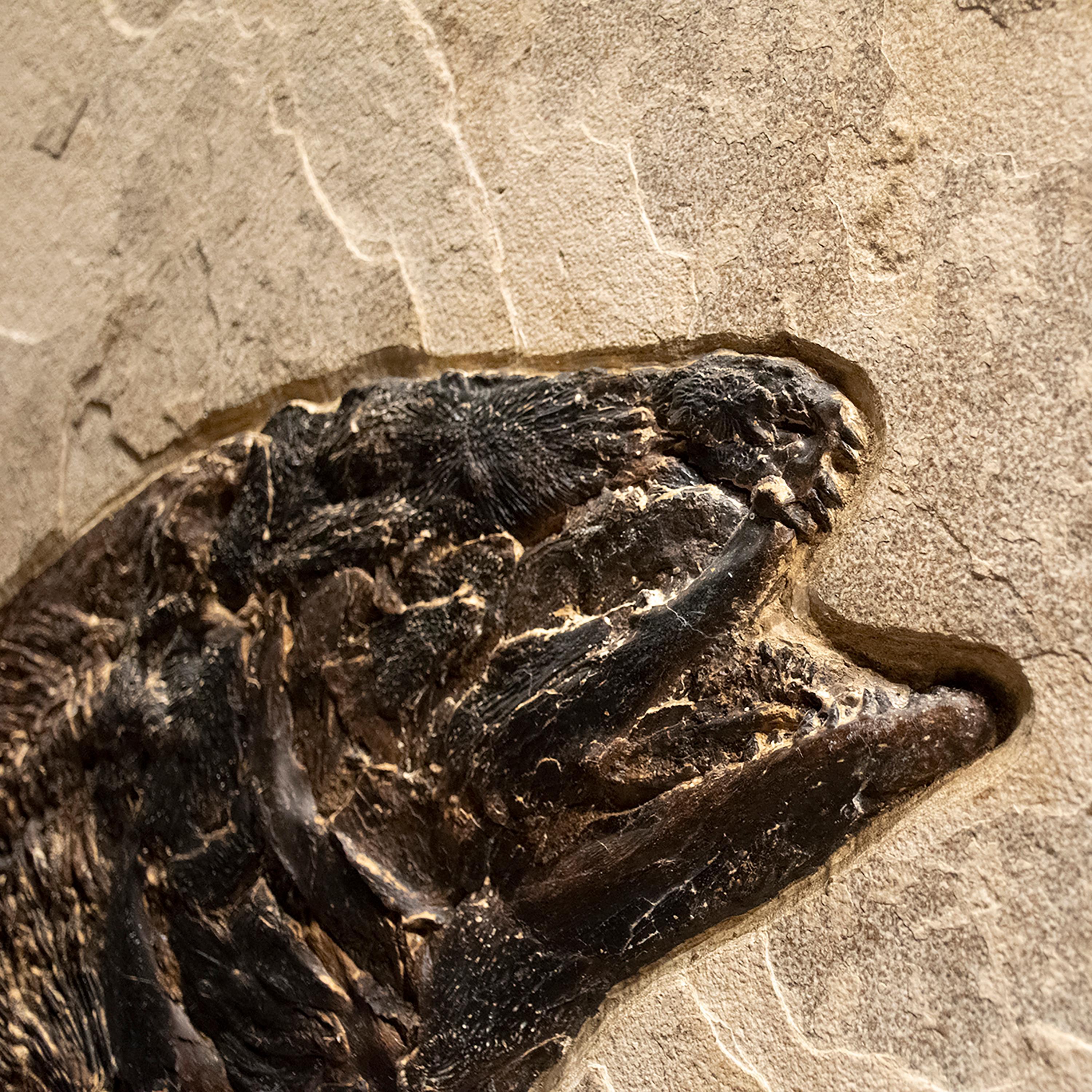 50 Million Year Old Fossil Fish Amia, Bowfin, Mural in Stone, from Wyoming In New Condition In Logan, UT