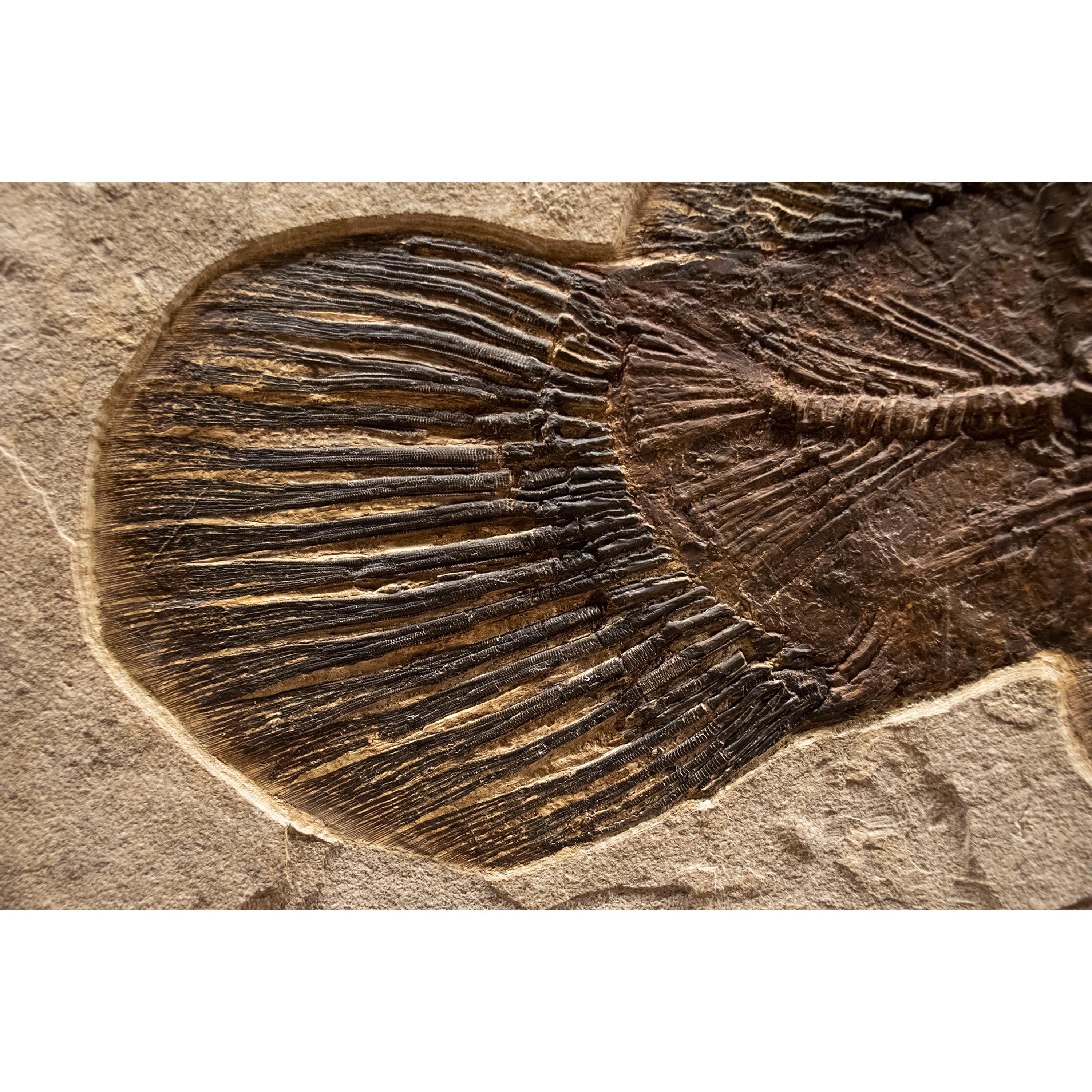 Contemporary 50 Million Year Old Fossil Fish Amia, Bowfin, Mural in Stone, from Wyoming