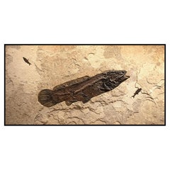 50 Million Year Old Fossil Fish Amia, Bowfin, Mural in Stone, from Wyoming