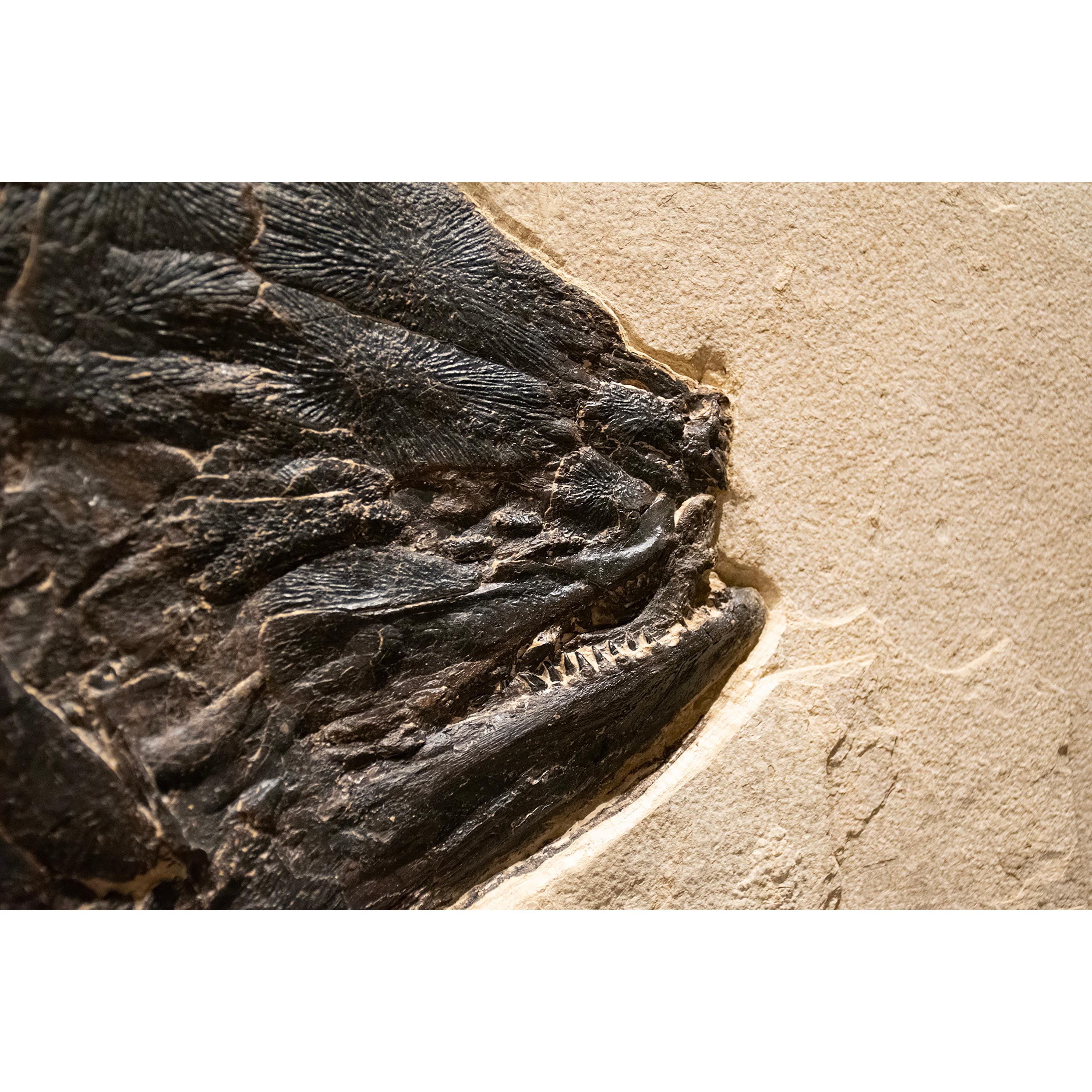Americano Pesce fossile di 50 milioni di anni fa, Amia, dalla formazione del Green River, Wyoming in vendita
