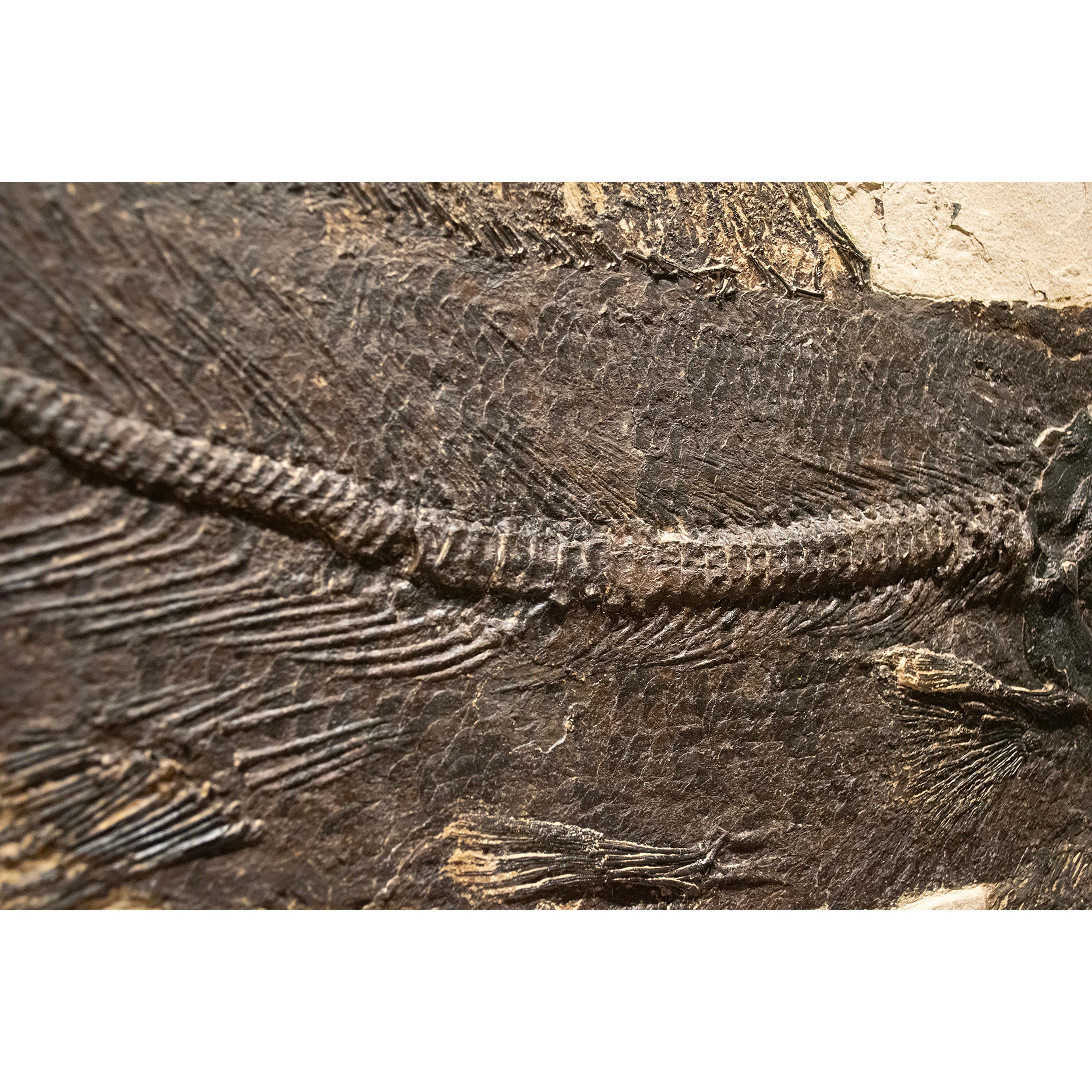 Pesce fossile di 50 milioni di anni fa, Amia, dalla formazione del Green River, Wyoming In condizioni Nuovo in vendita a Logan, UT