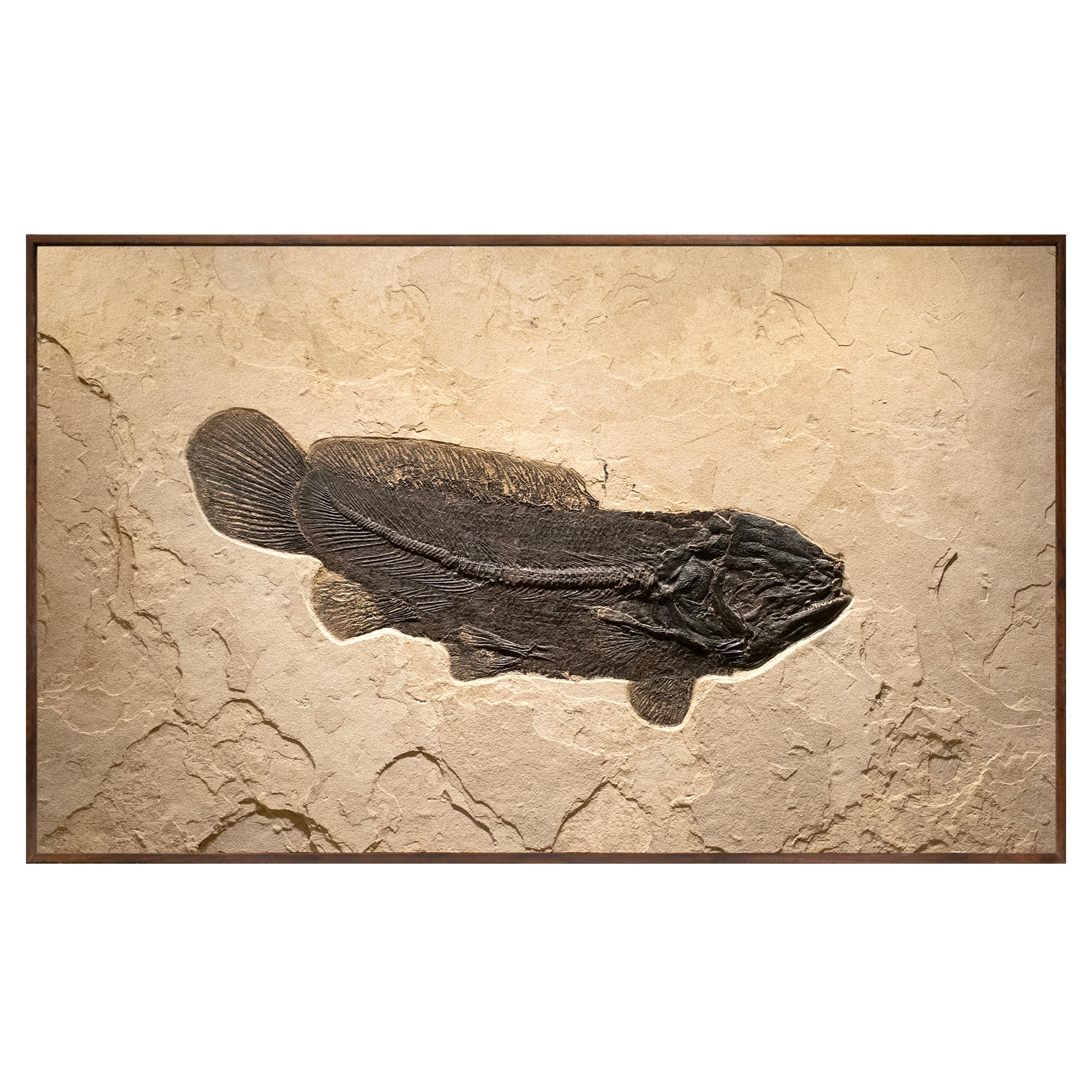 Pesce fossile di 50 milioni di anni fa, Amia, dalla formazione del Green River, Wyoming in vendita
