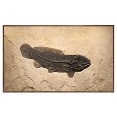 50 Million Year Old Fossil Fish, Amia, from the Green River Formation, Wyoming