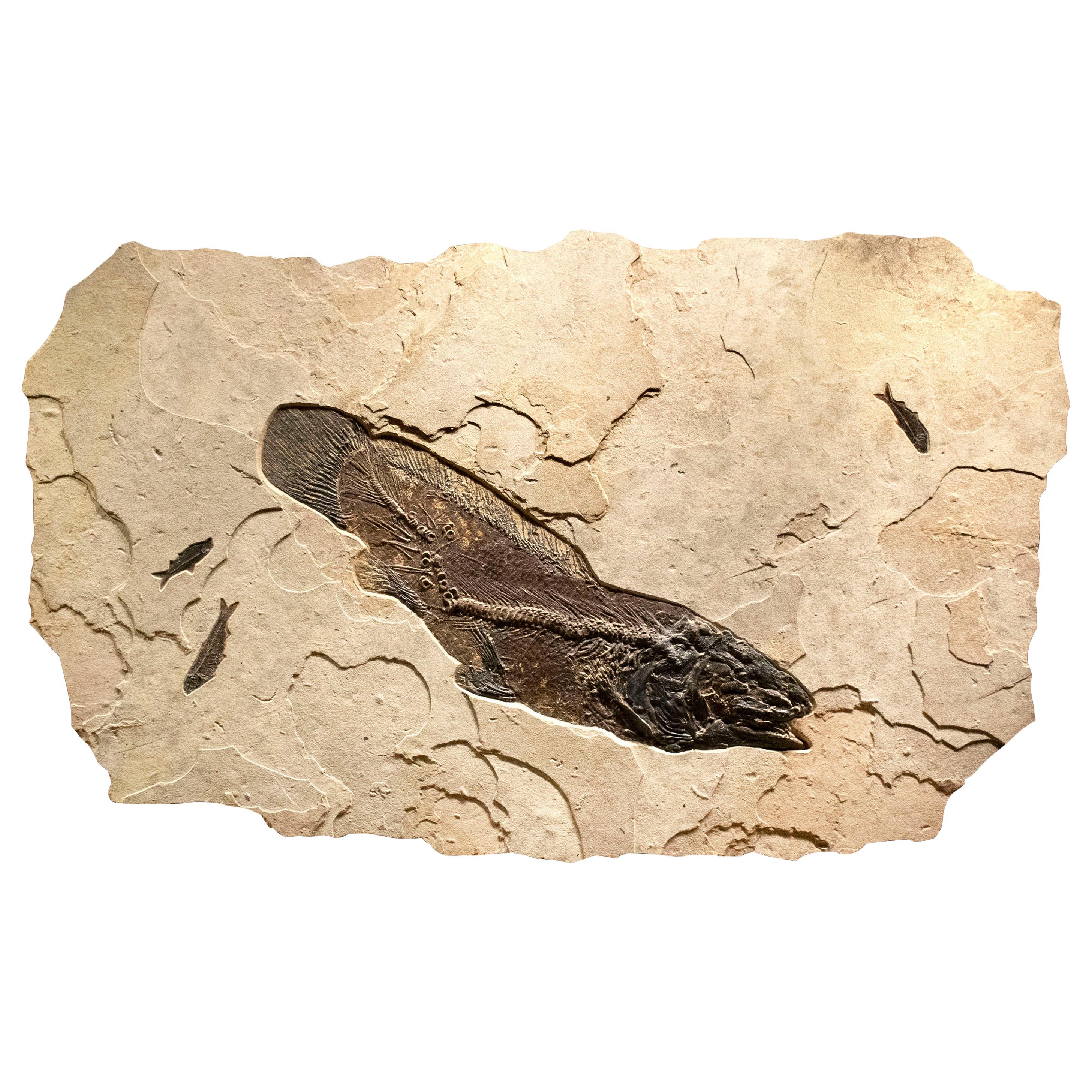 50 Million Year Old Eocene Era Fossil Fish Amia Mural in Stone, from Wyoming
